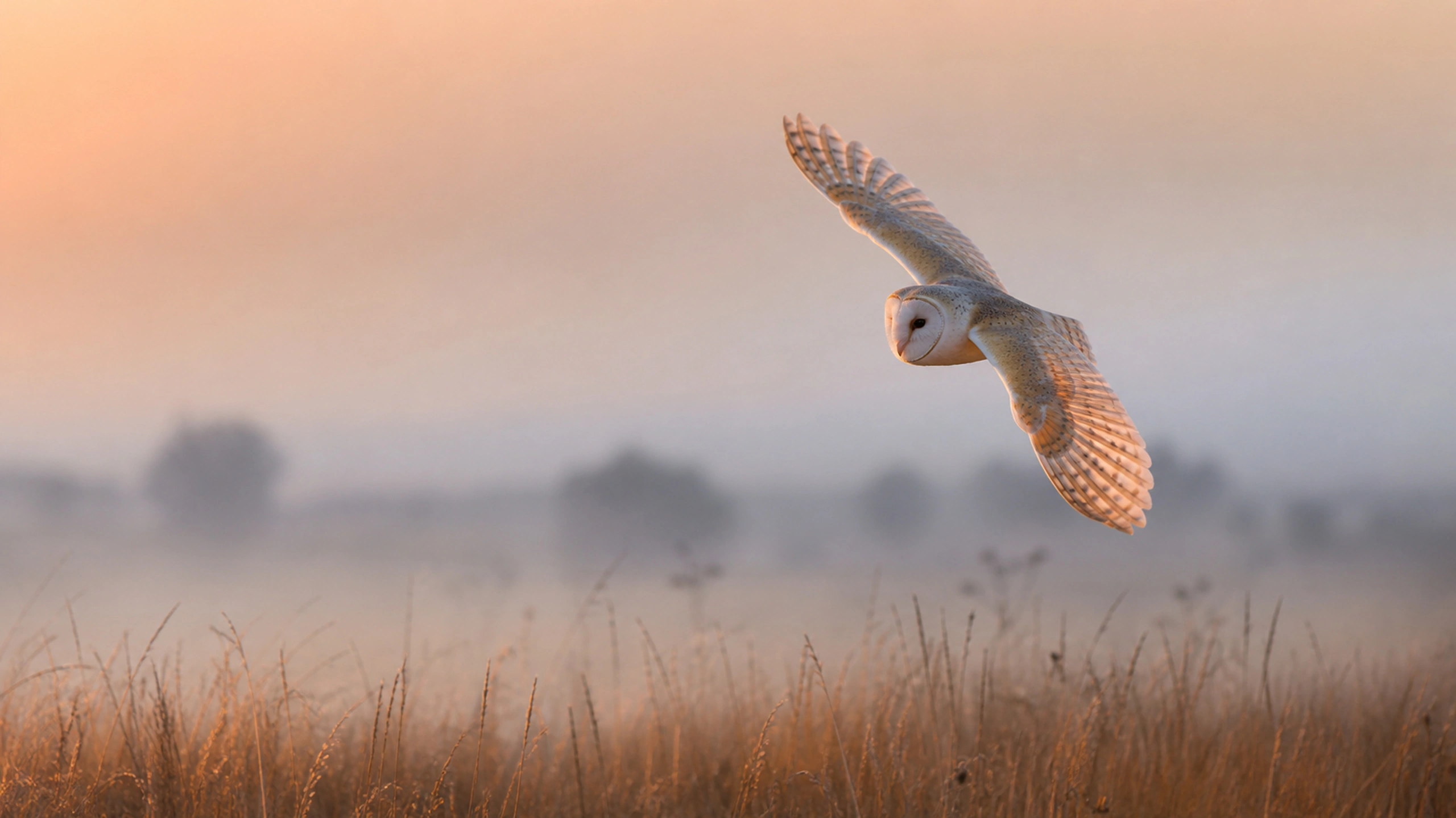 Barn owl banking naturally over tawny grass as first light reaches one wing, original 4K birds wallpaper