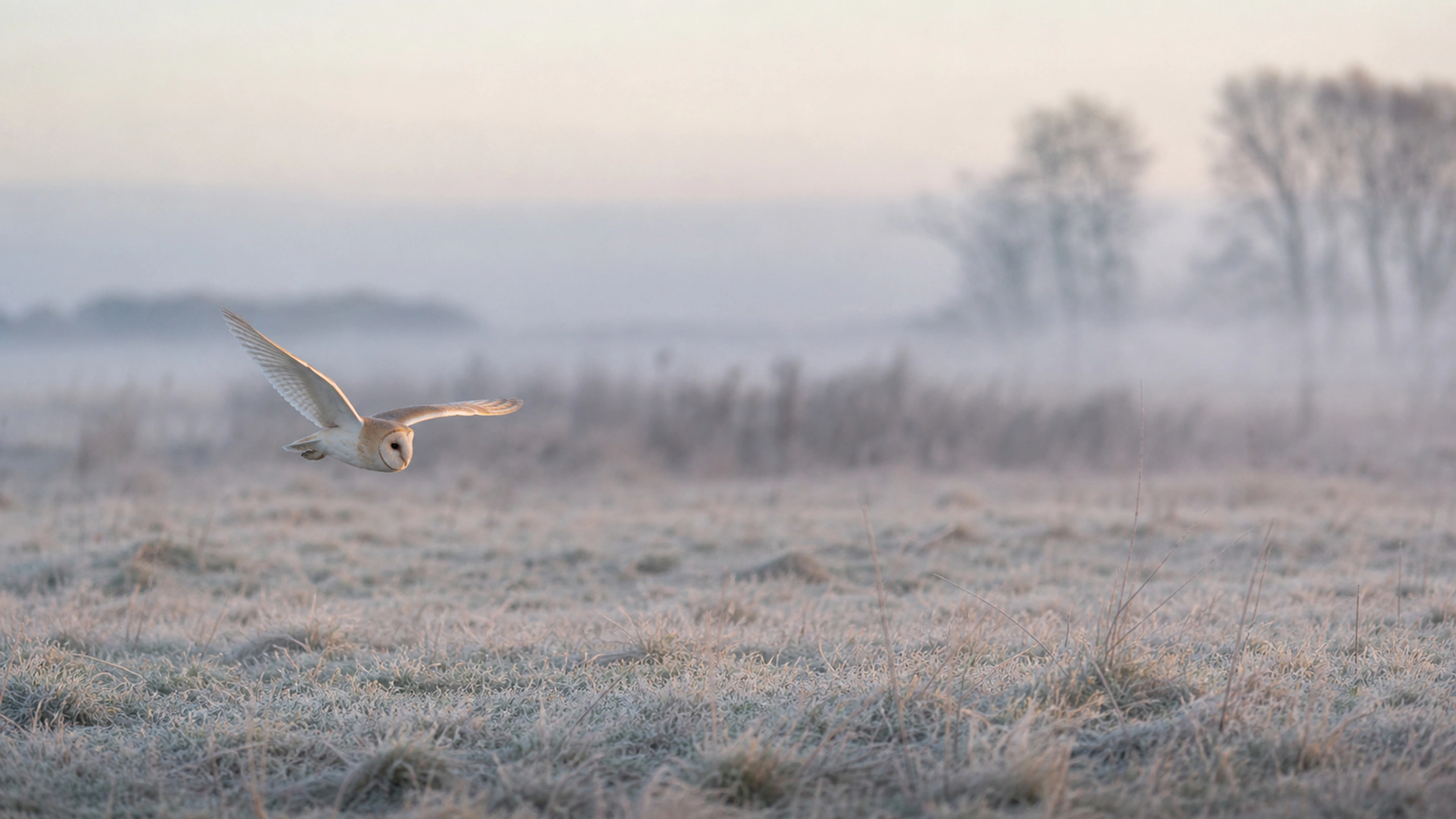 Barn owl flying low over frost-covered pasture in pale winter morning light, original 4K birds wallpaper