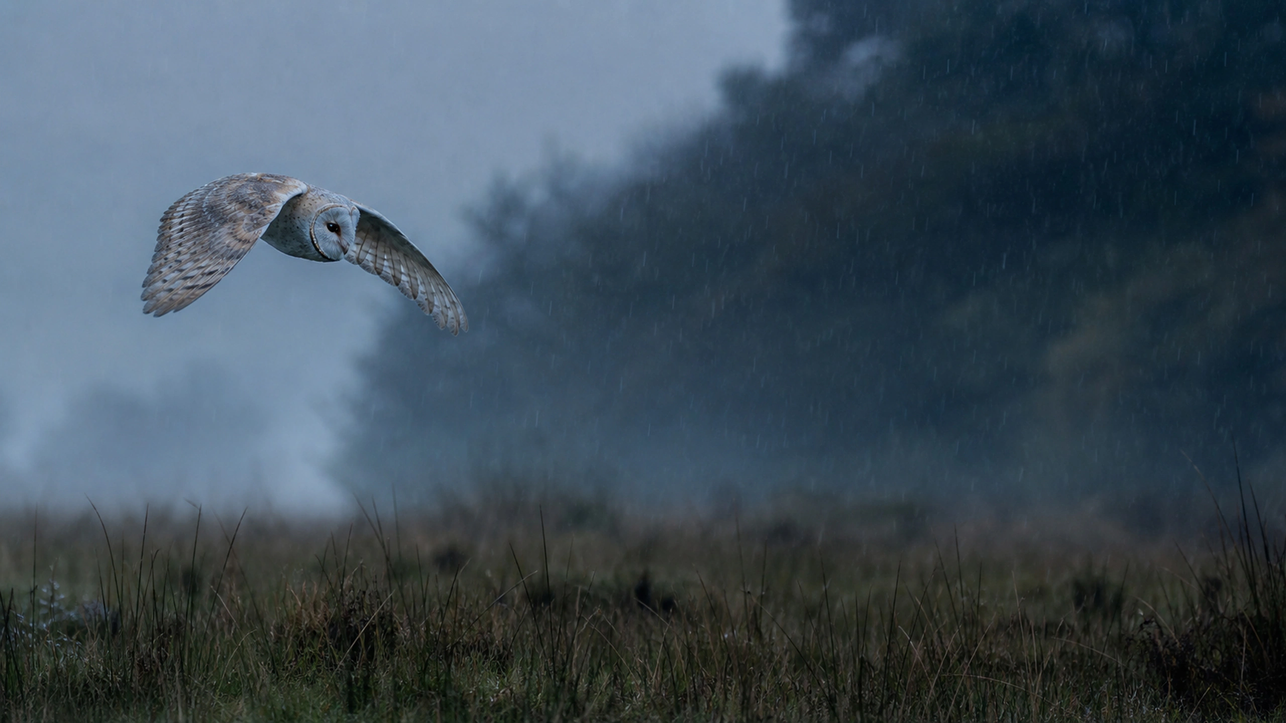 Barn owl in flight during light rain, dark woodland edge and physically plausible wet feathers, original 4K birds wallpaper