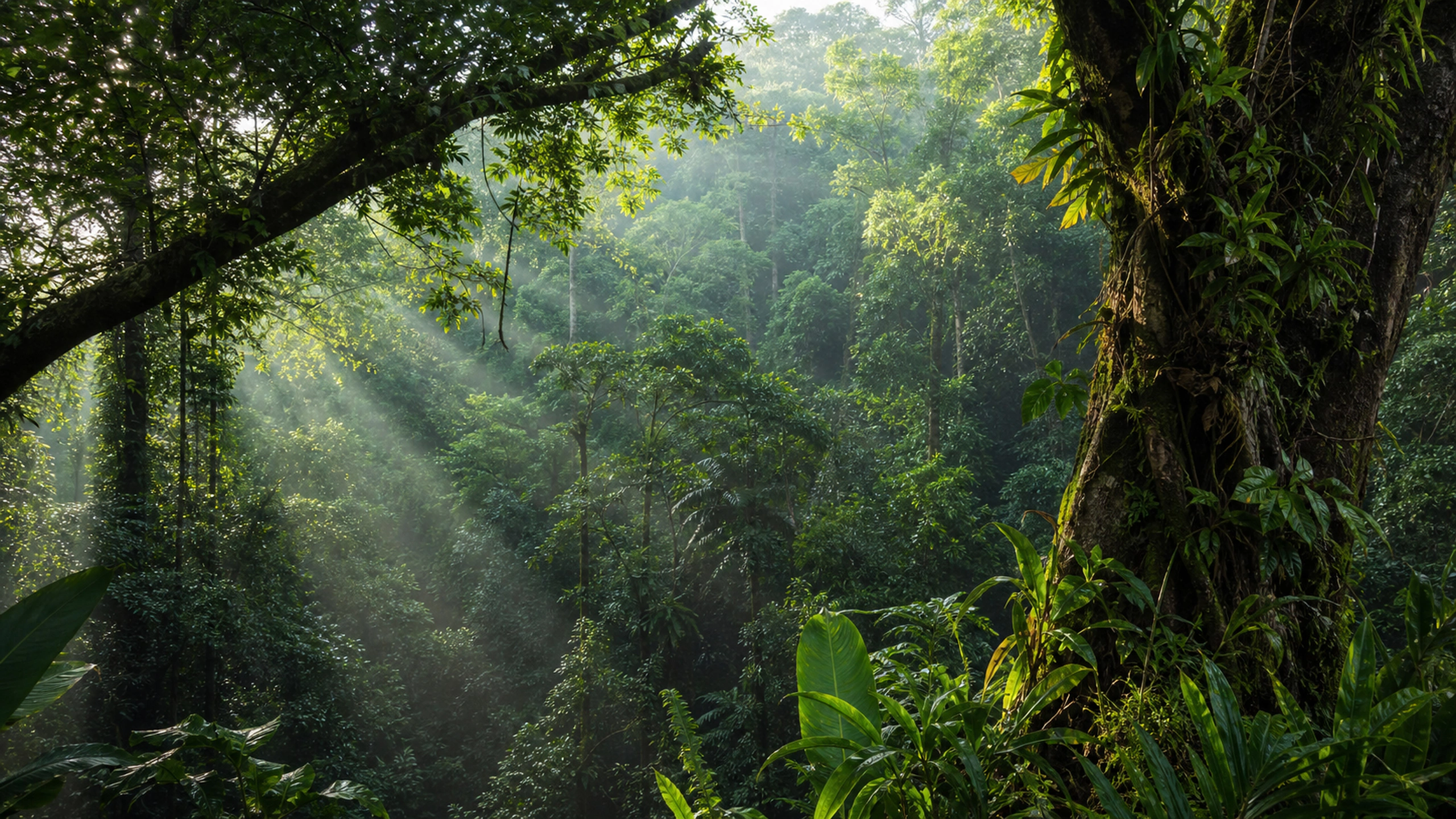 Living Rainforest Canopy original 4K forests wallpaper