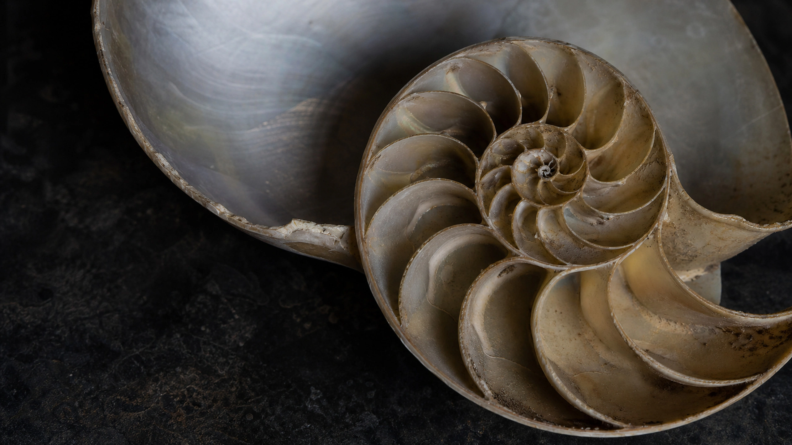 Nautilus Chambers original 4K patterns wallpaper
