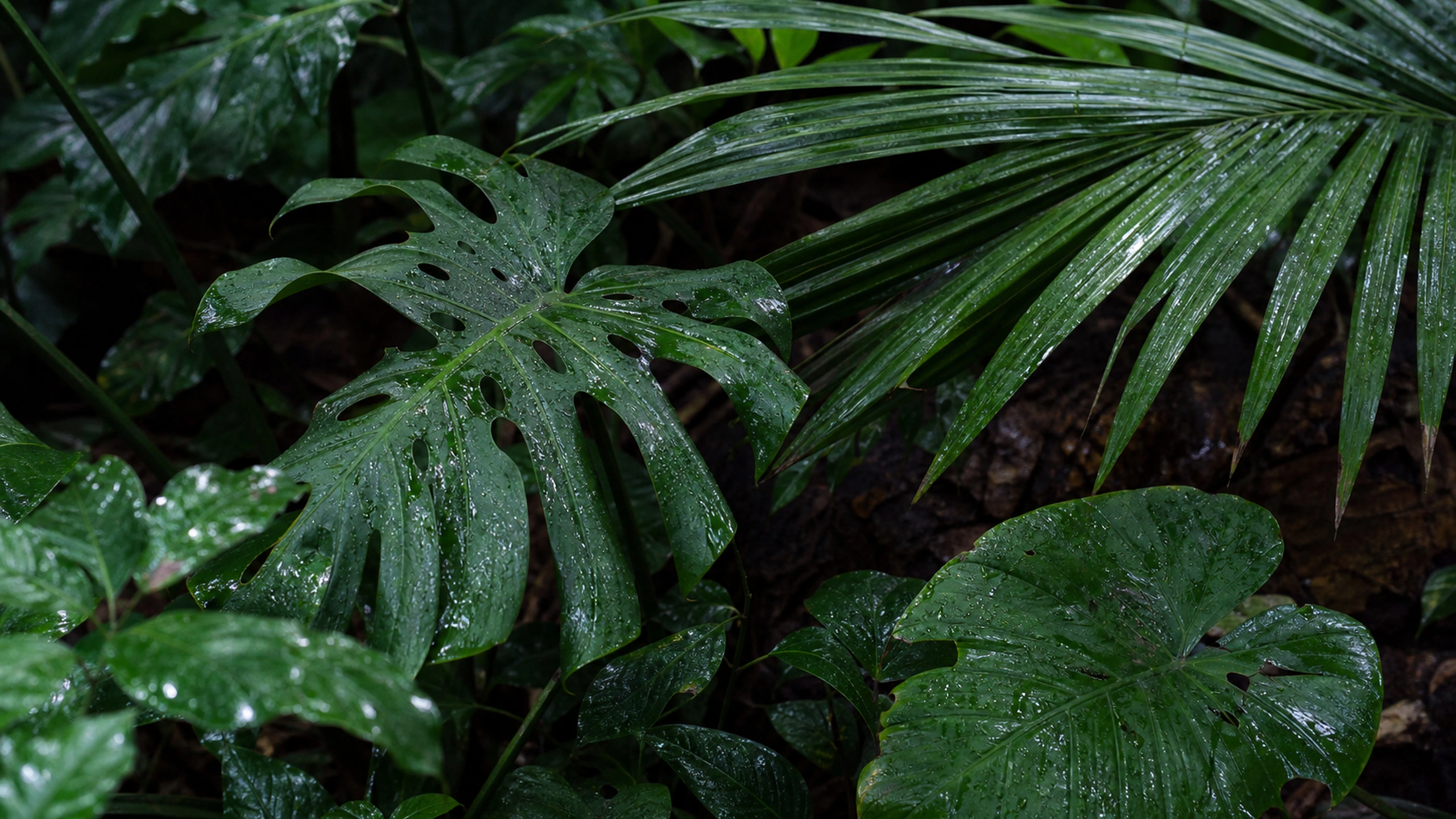 Rain-Washed Tropical Leaves original 4K plants wallpaper