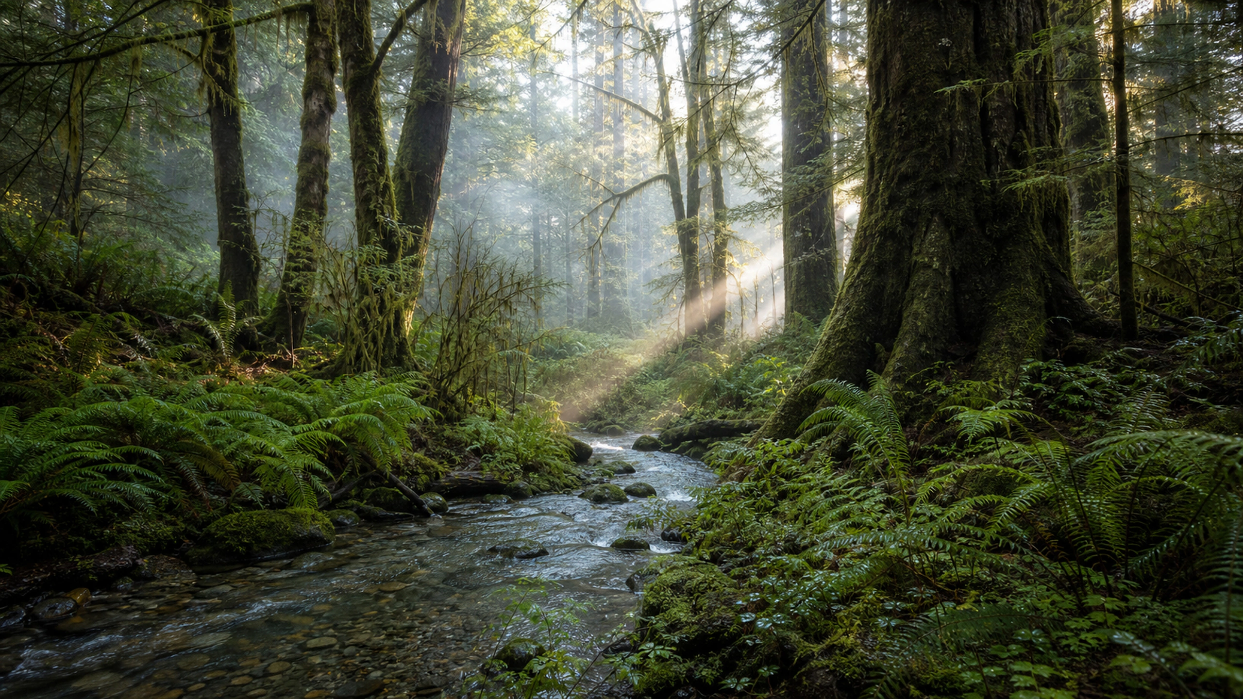 Rainforest After Rain original 4K forests wallpaper