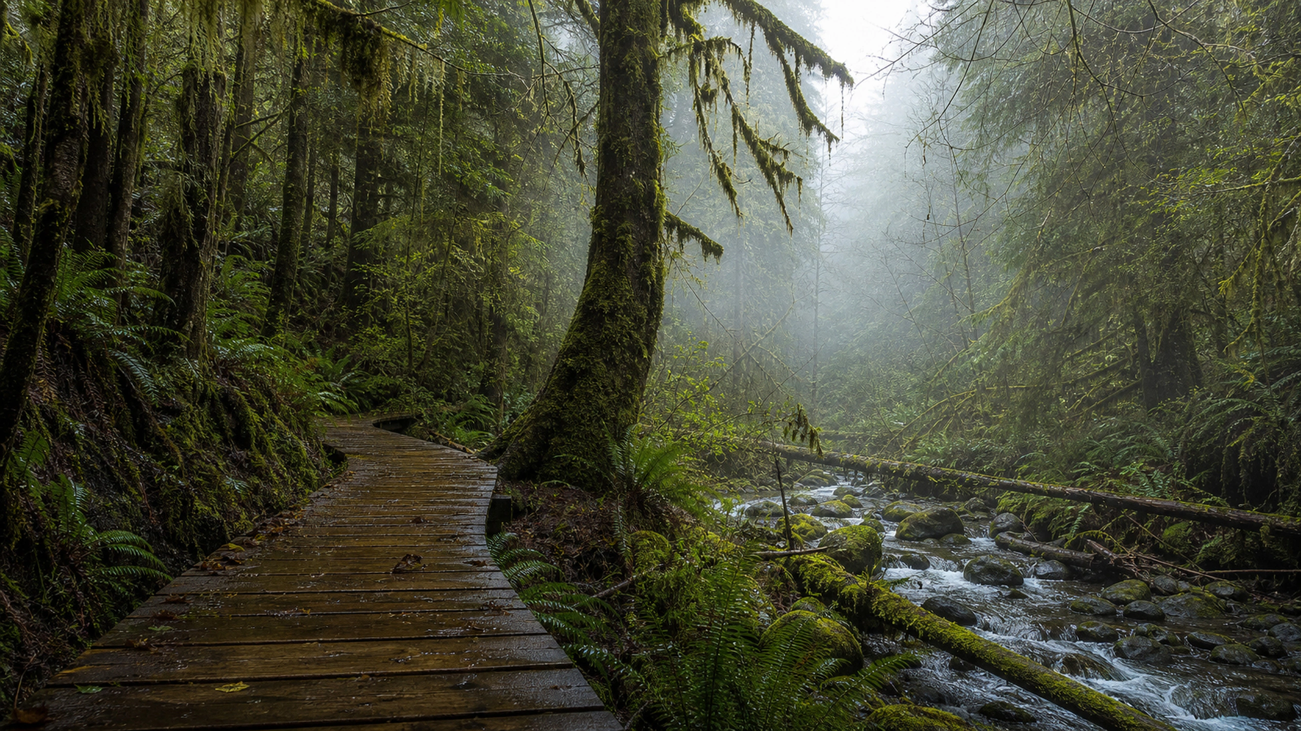 Empty weathered wooden trail disappearing into post-rain forest mist, original 4K forests wallpaper
