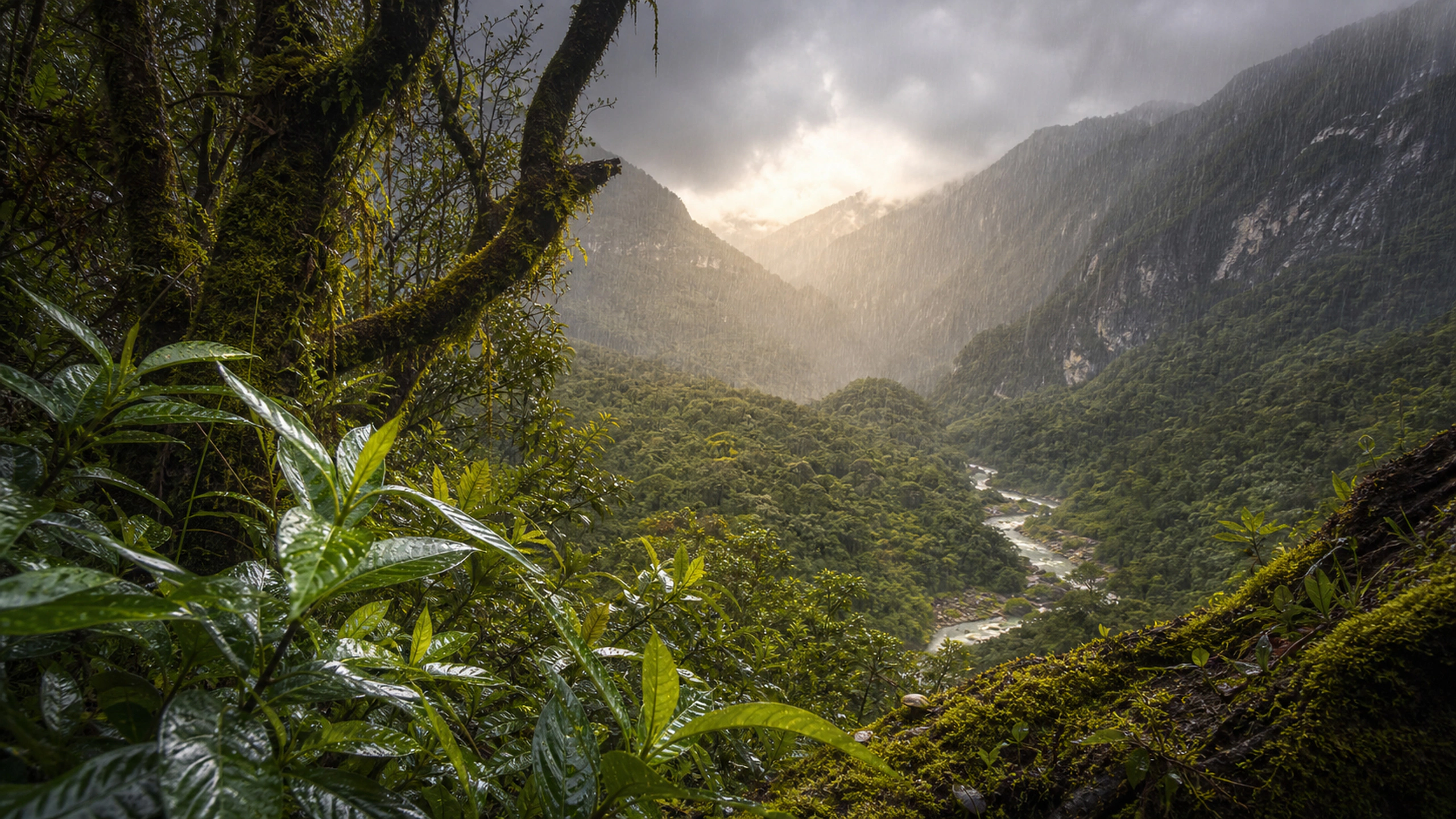 Visible final rain shower crossing a lush valley while foreground leaves remain sharp, original 4K forests wallpaper
