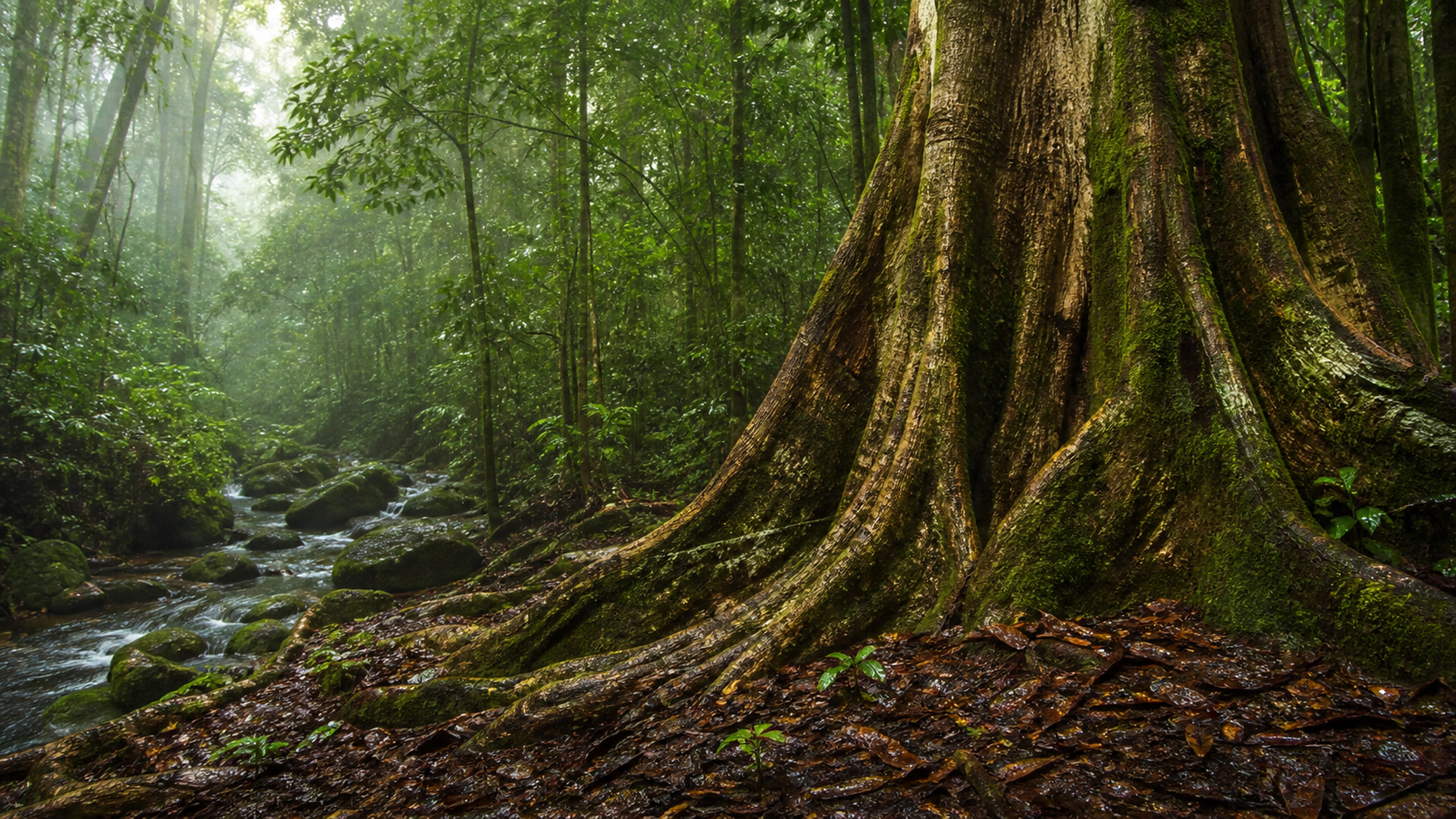 Monumental buttress-root tree surrounded by wet leaf litter and soft green light, original 4K forests wallpaper