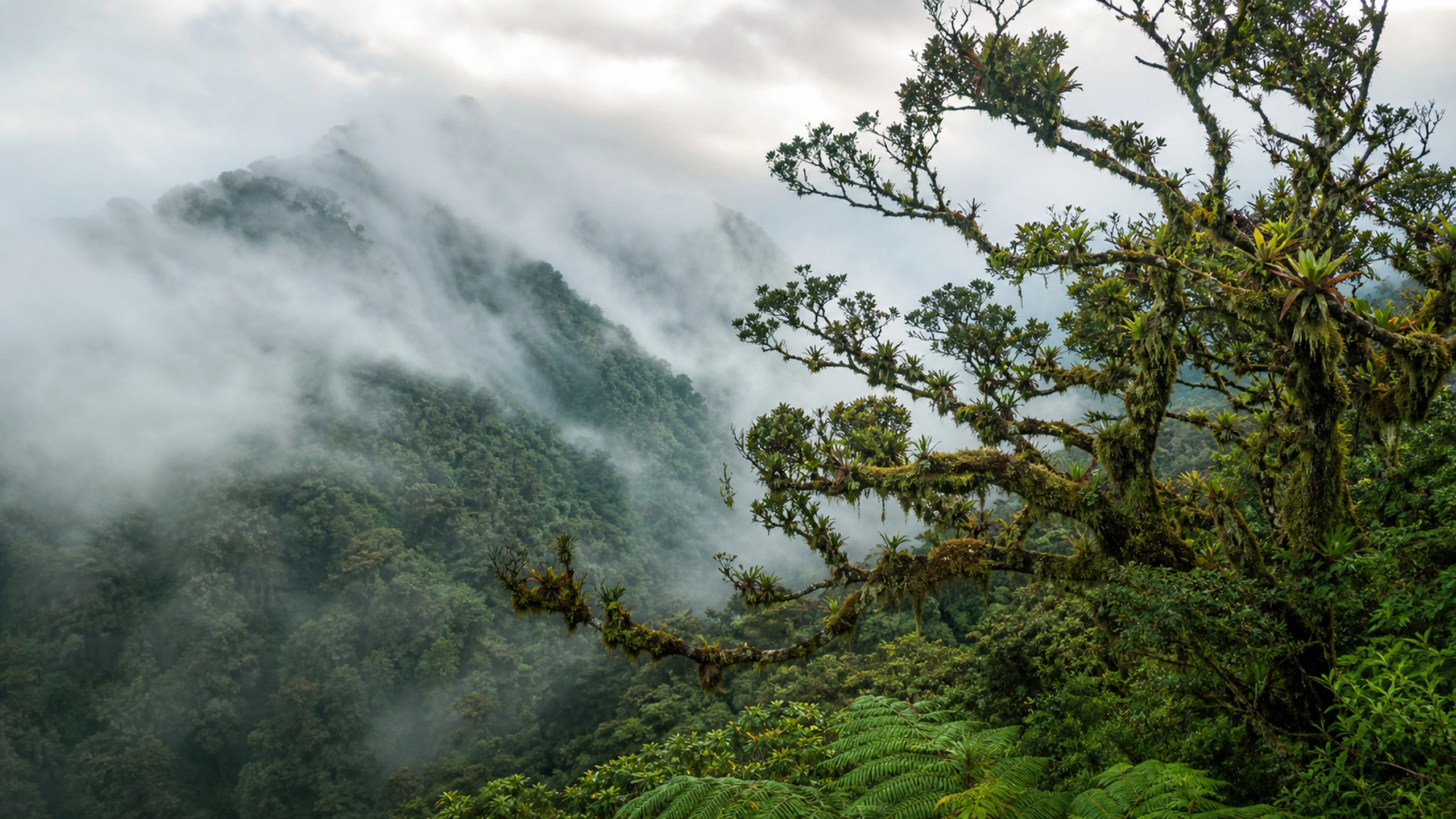 High-elevation cloud forest with epiphytes, twisted branches and drifting white mist, original 4K forests wallpaper