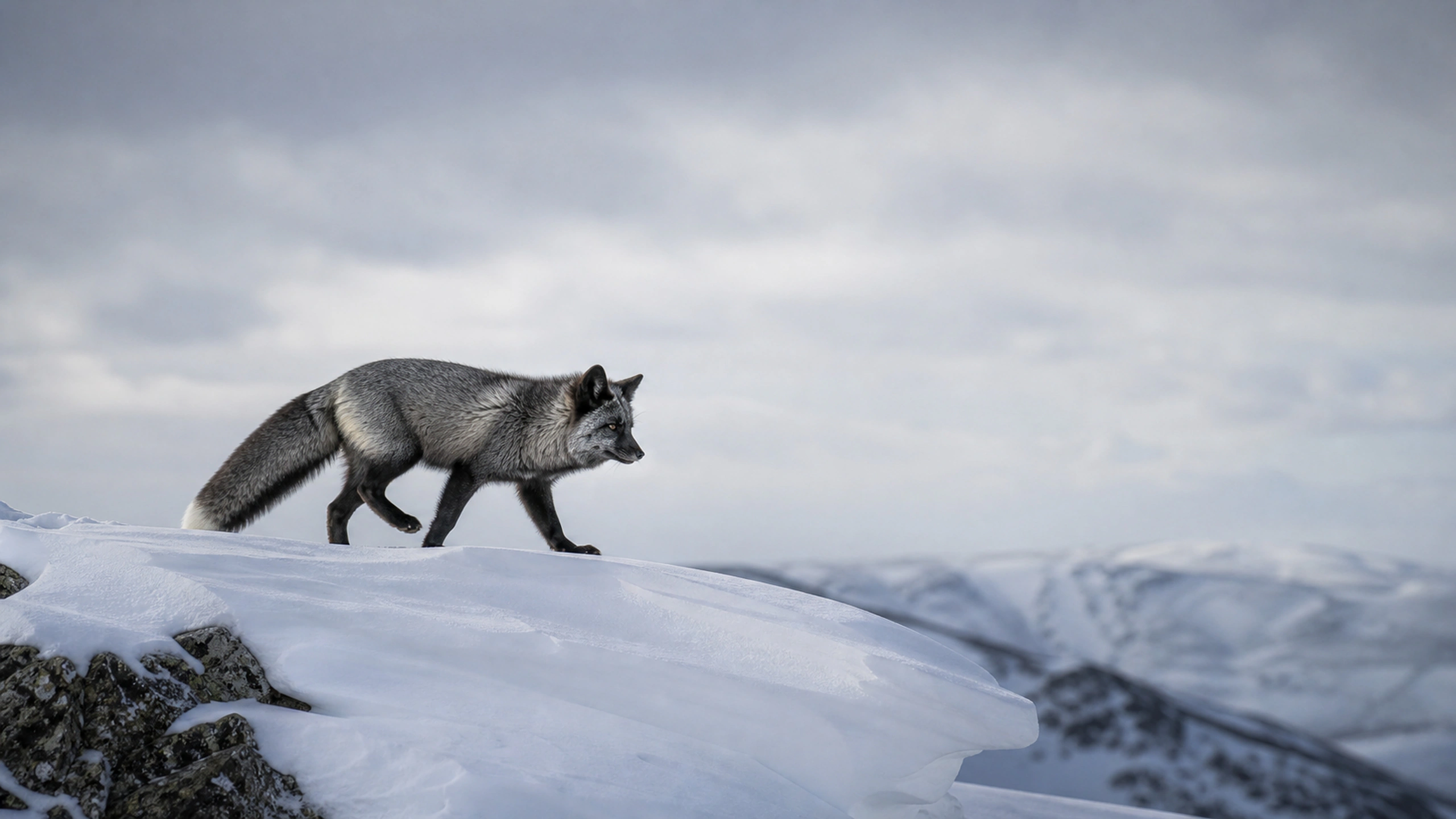 Silver fox crossing a wind-shaped snow ridge beneath a soft gray winter sky, original 4K animals wallpaper