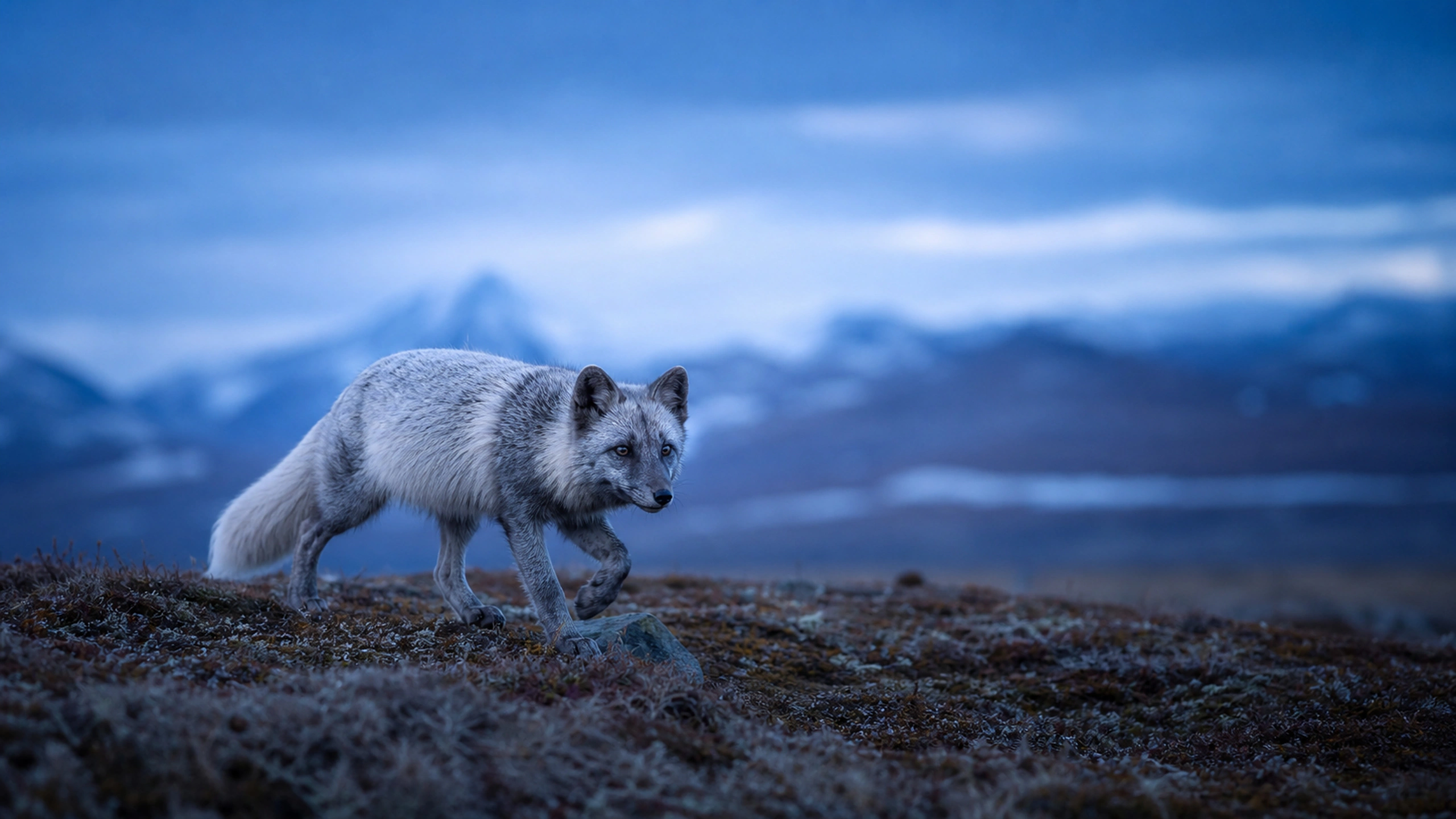 Silver fox walking through low tundra in blue evening light, distant mountains blurred, original 4K animals wallpaper