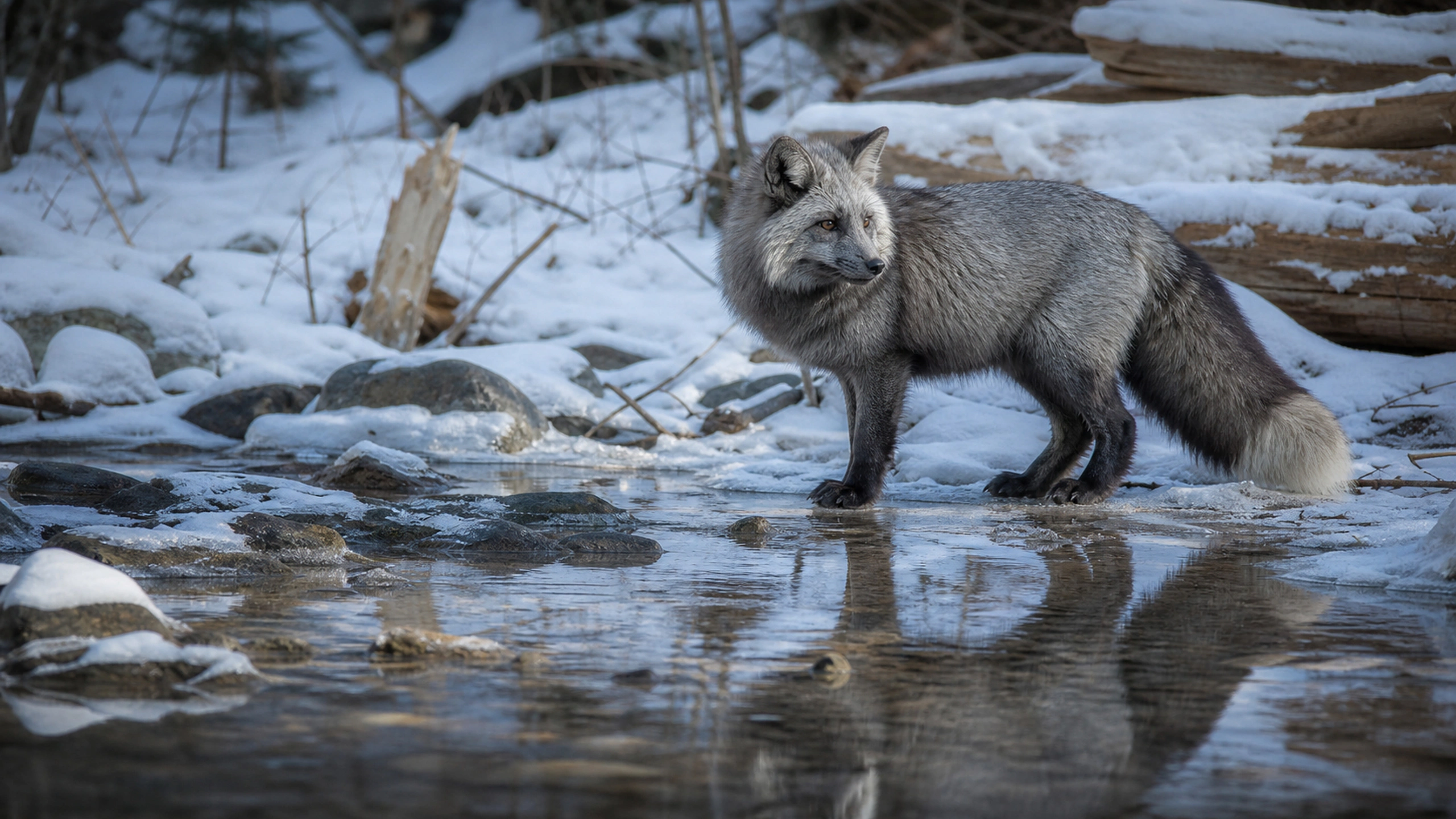 Silver fox pausing beside a partially frozen woodland stream, realistic reflection, original 4K animals wallpaper