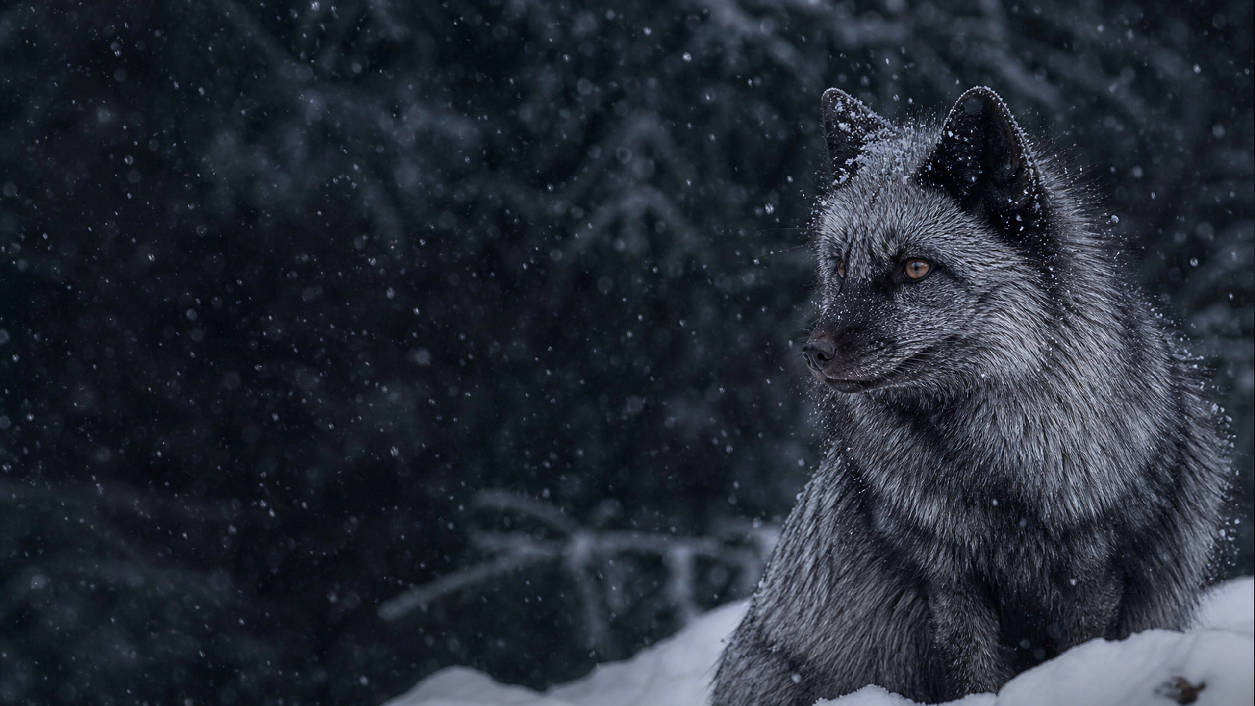 Close environmental portrait of a silver fox during natural snowfall, dark spruce backdrop, original 4K animals wallpaper