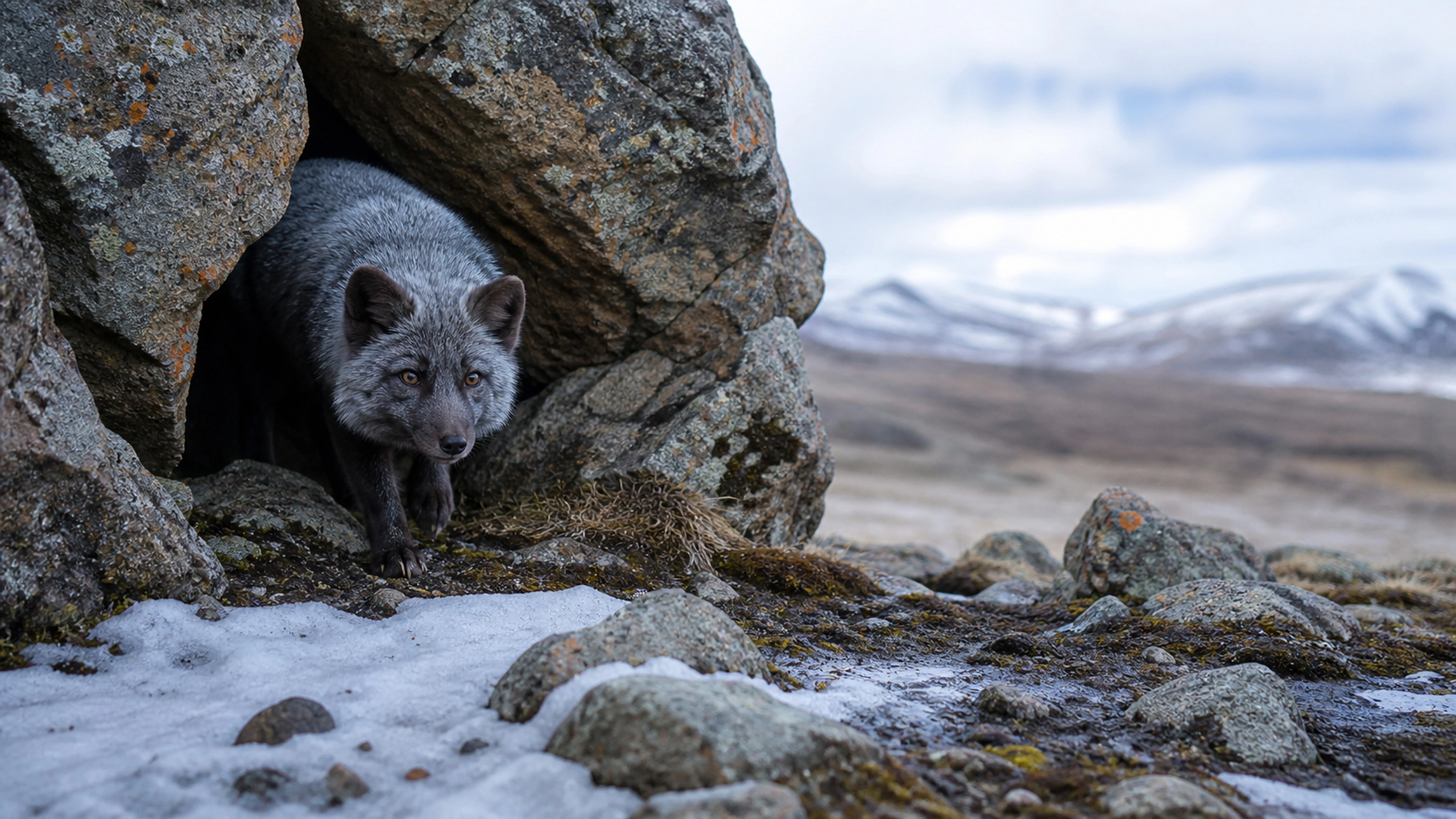 Silver fox emerging carefully from a rocky den, lichen and melting spring snow, original 4K animals wallpaper