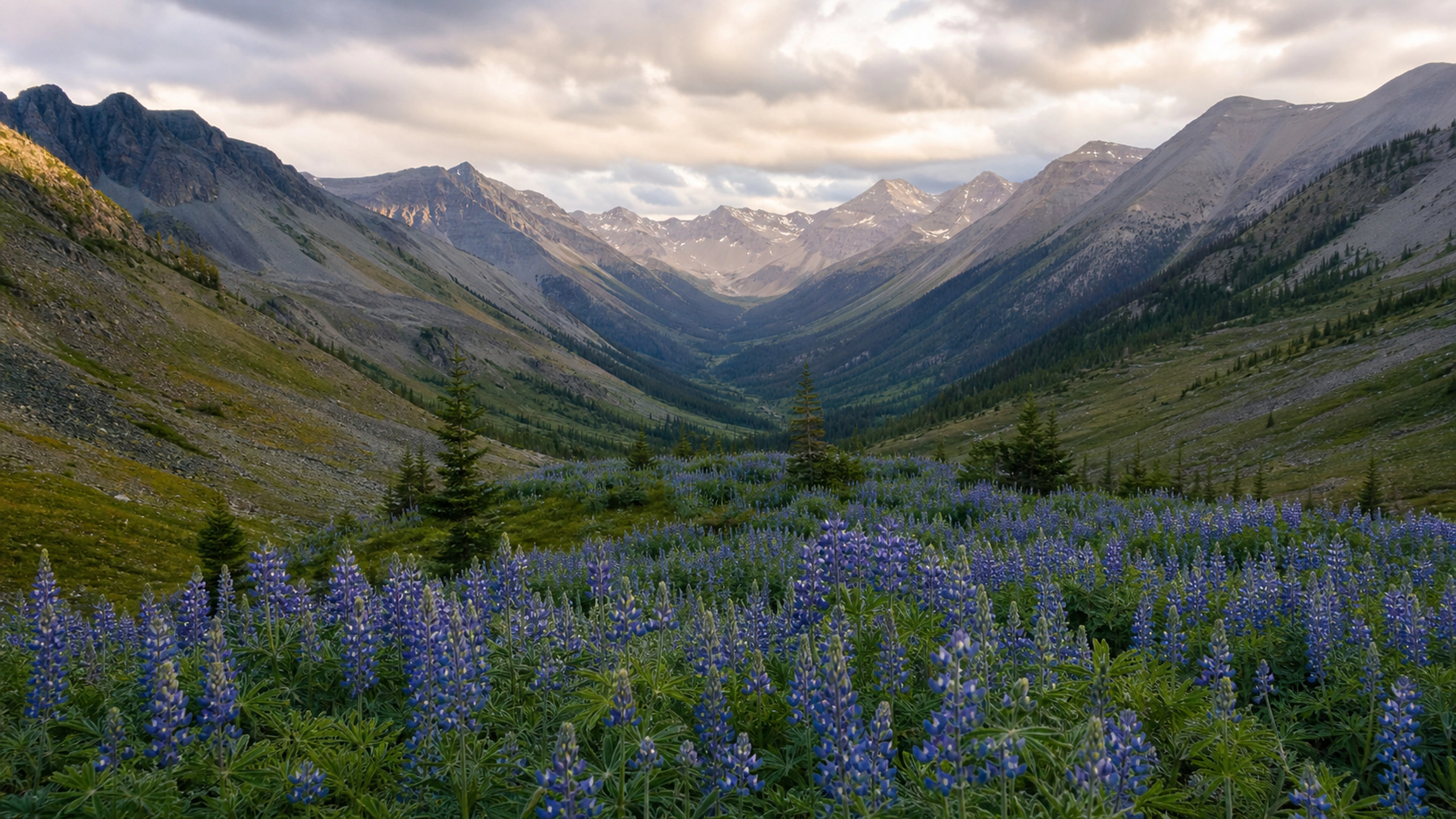 Blue lupines filling an alpine valley beneath soft cloud-filtered light, original 4K flowers wallpaper
