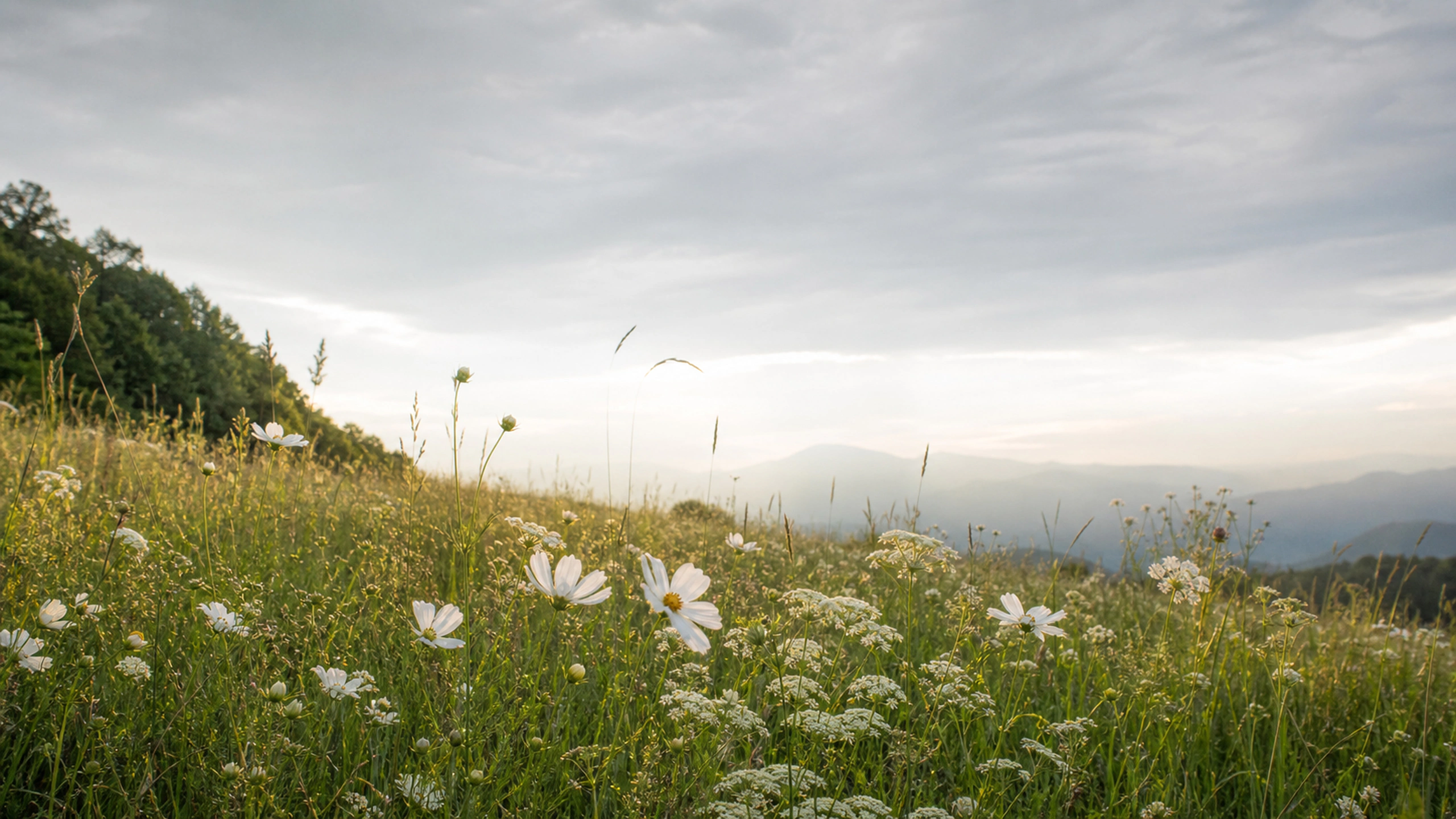 Predominantly white native flowers across tall green grass under a pale overcast sky, original 4K flowers wallpaper