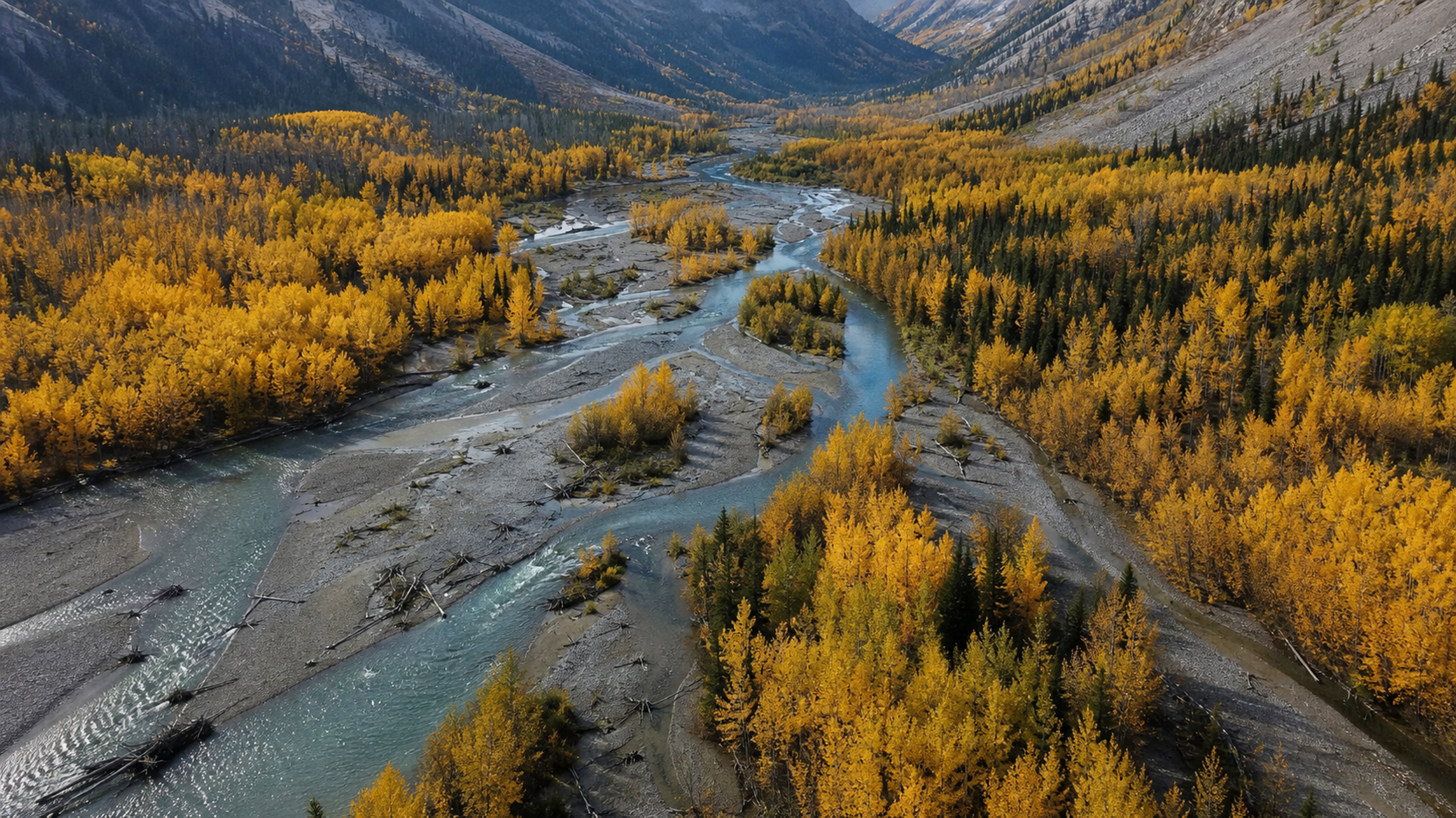 An untouched braided mountain river winding through broad golden aspen forest, dark conifers and pale gravel bars beneath crisp midmorning cloud shadows, original 4K seasons wallpaper