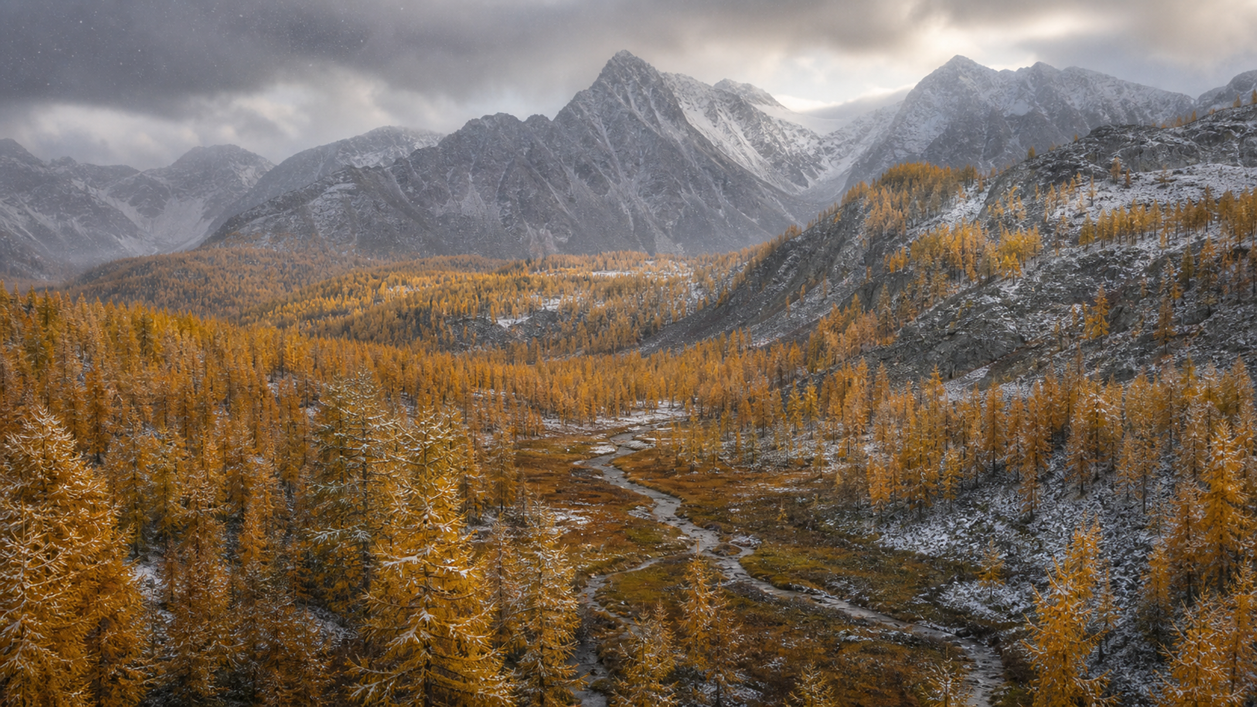 A remote alpine valley of golden larches during the first light autumn snowfall, with layered forest bands, a narrow stream and complete gray granite peaks, original 4K seasons wallpaper