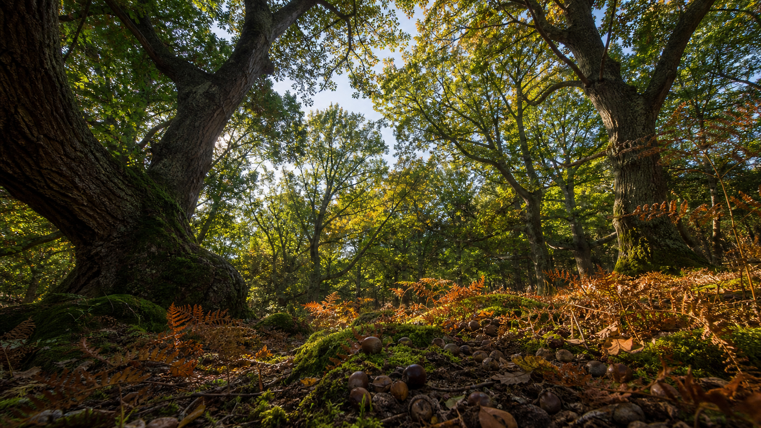The interior of an ancient mixed-oak woodland viewed from the forest floor, where gnarled trunks open around a late-afternoon canopy well above moss and bracken, original 4K seasons wallpaper