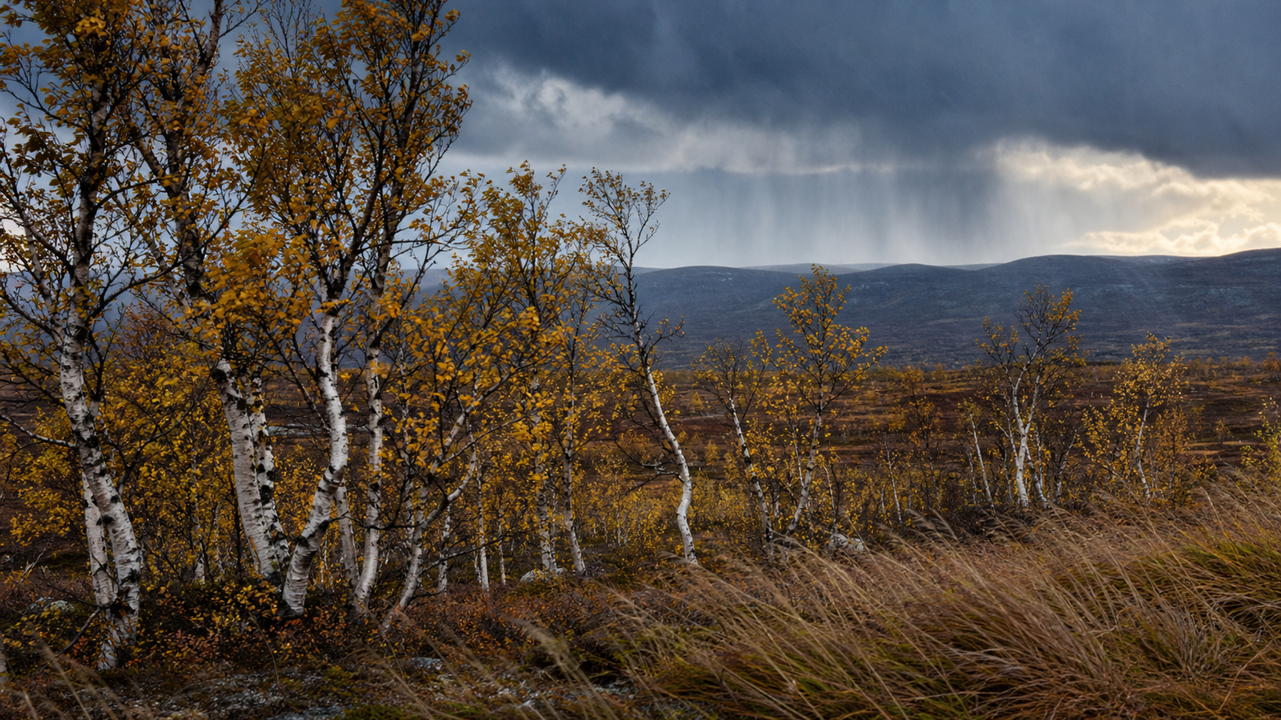 An irregular subarctic birch grove holding yellow leaves while cold sleet crosses dark tundra hills beneath a blue-gray afternoon storm, original 4K seasons wallpaper