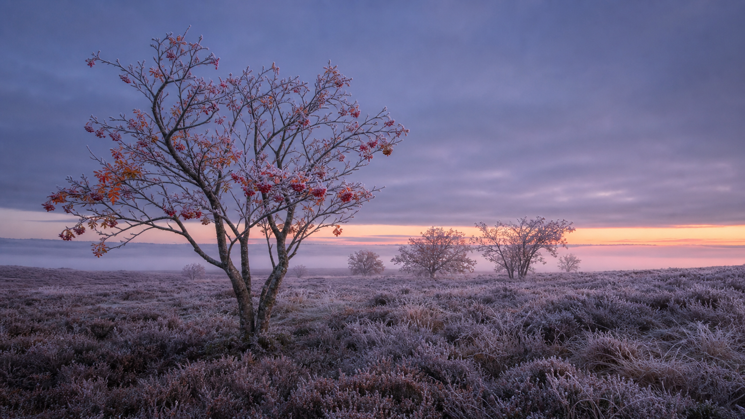 Wind-shaped rowan trees with red berries and frost-coated leaves standing at the edge of a tawny upland moor beneath lavender predawn sky, original 4K seasons wallpaper
