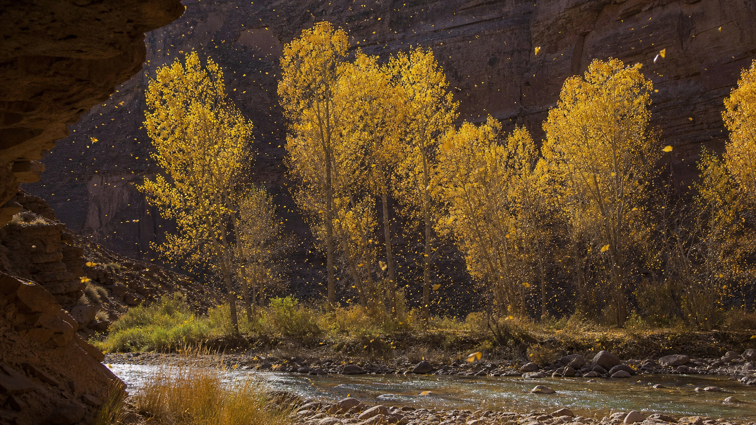 Tall golden poplars filling a layered sandstone canyon during a dry autumn wind as loose leaves sweep above a shallow cross-frame creek, original 4K seasons wallpaper