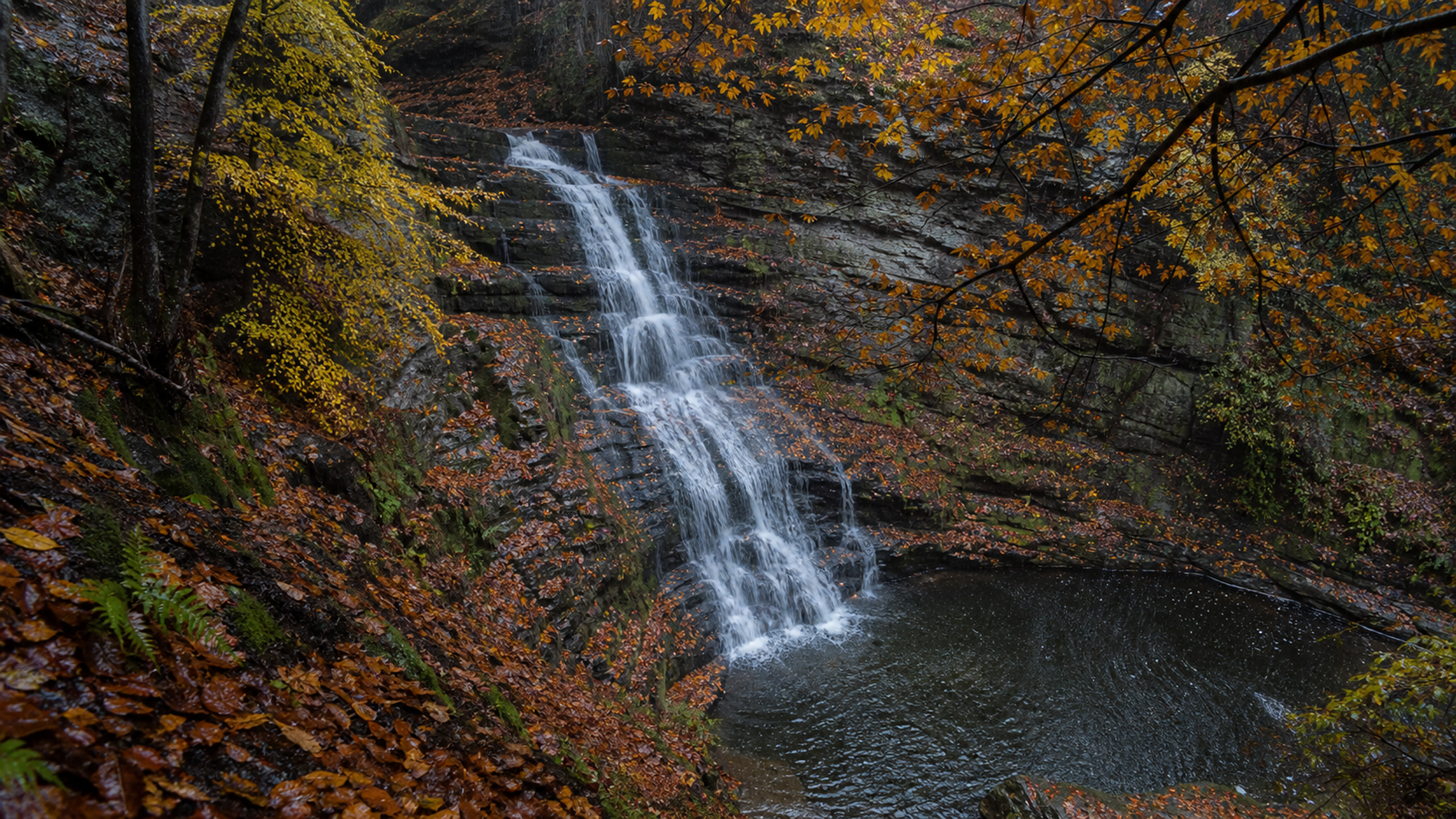A complete natural cascade dropping through a steep chestnut-and-hornbeam ravine during warm rain, surrounded by wet yellow foliage and dark layered rock, original 4K seasons wallpaper