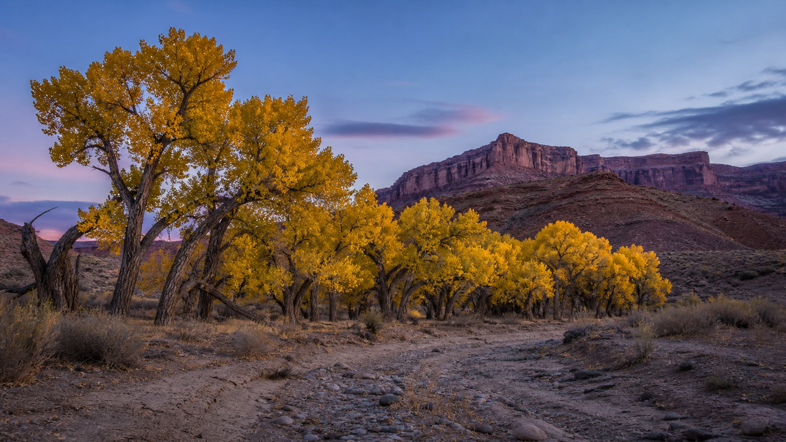 Old cottonwoods forming a luminous yellow ribbon through a remote high-desert wash between red-brown mesas under cool late-autumn dusk, original 4K seasons wallpaper