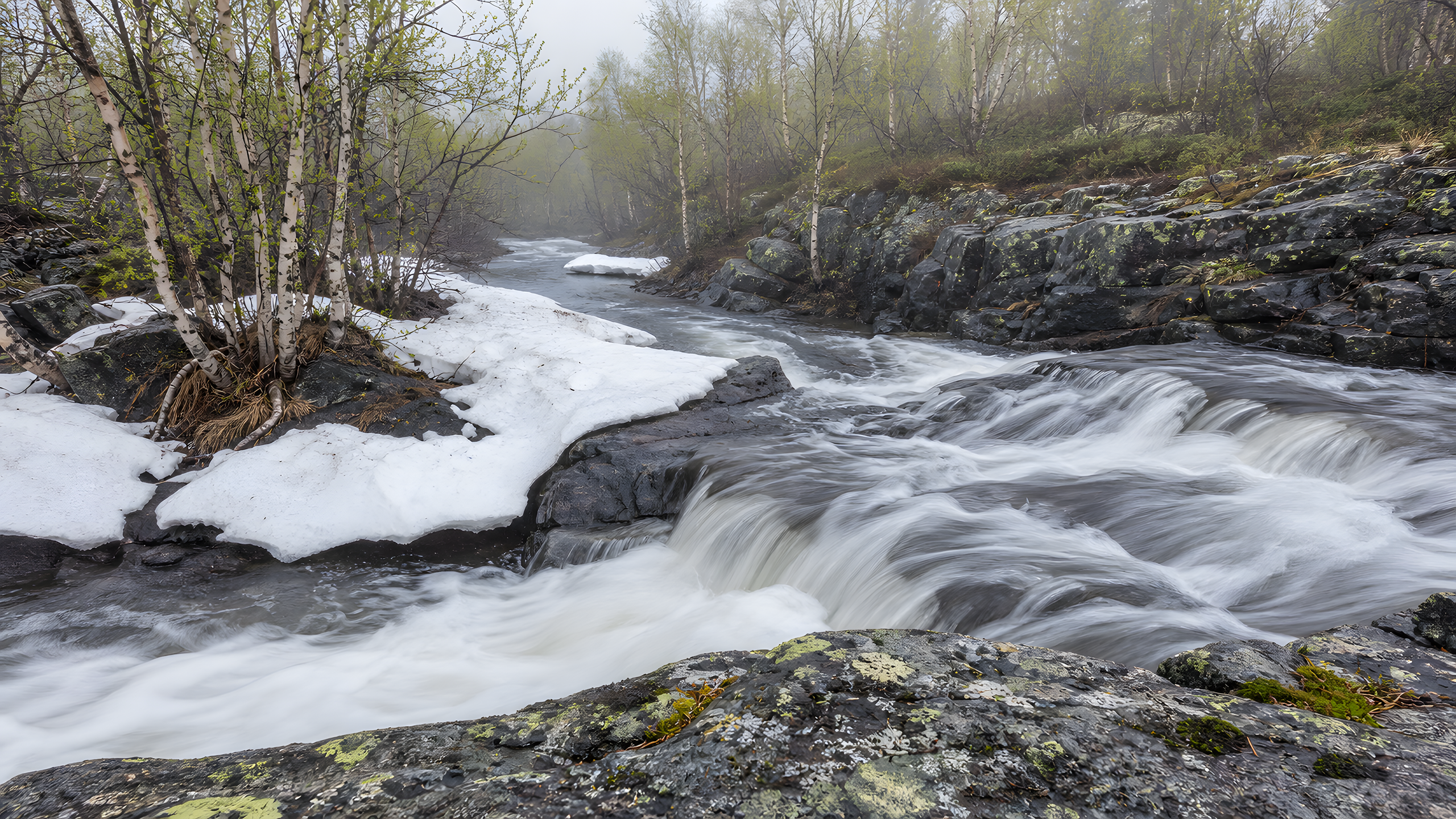 A northern birch gorge during spring thaw with budding white-barked trees, collapsing snowbanks, clear rushing water, lichen and dark metamorphic rock, photographed above a curved cascade on a rain-bright morning, original 4K nature wallpaper