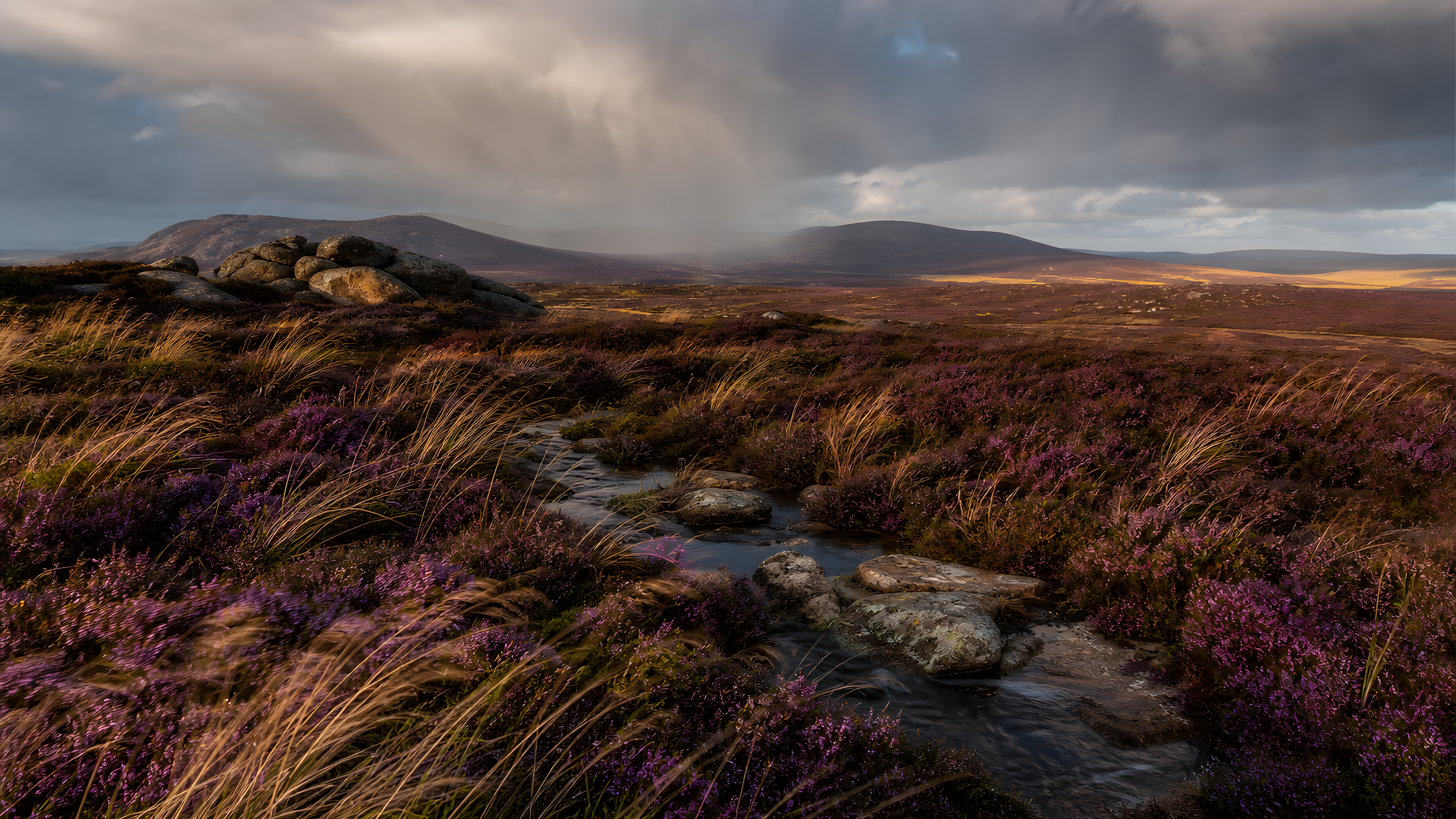 A windswept northern moor of heather, peat pools, granite tors and distant rounded hills under crossing showers, photographed at eye level along a natural drainage line in low evening rain light, original 4K nature wallpaper