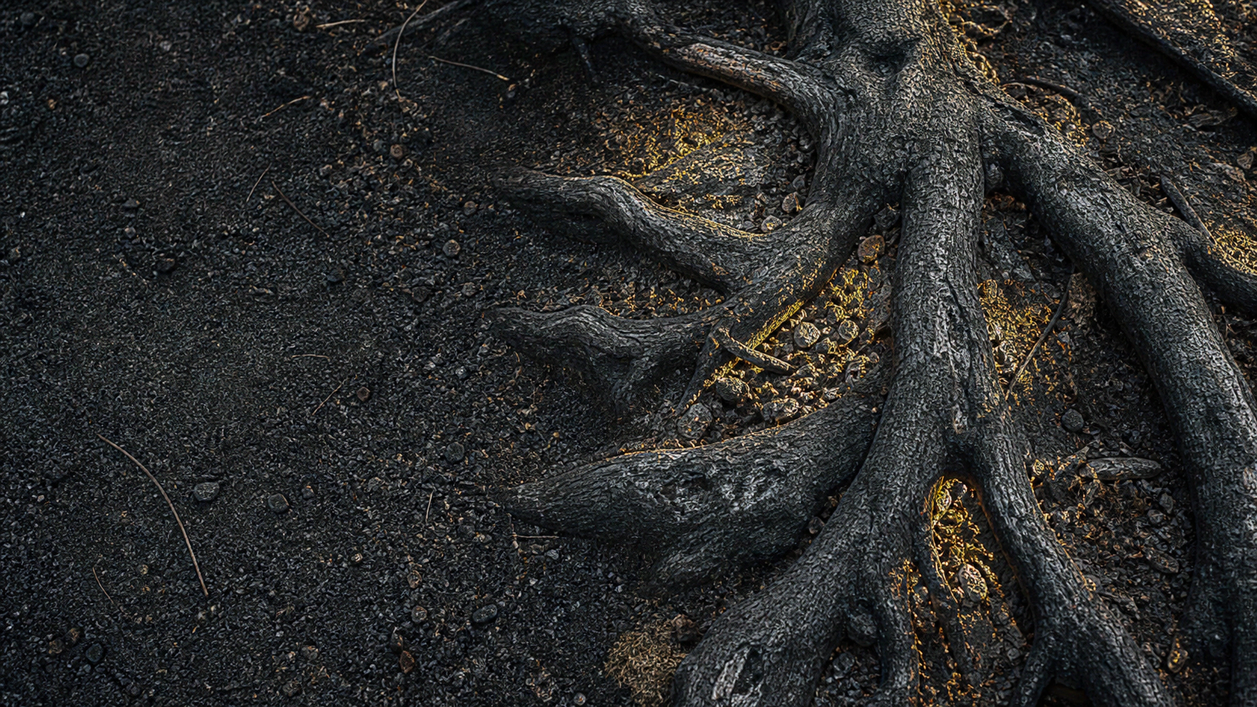 Ancient black tree roots crossing dark earth with narrow natural amber-gold light between them, intricate bark fibers and soil grains, original 4K dark amoled wallpaper