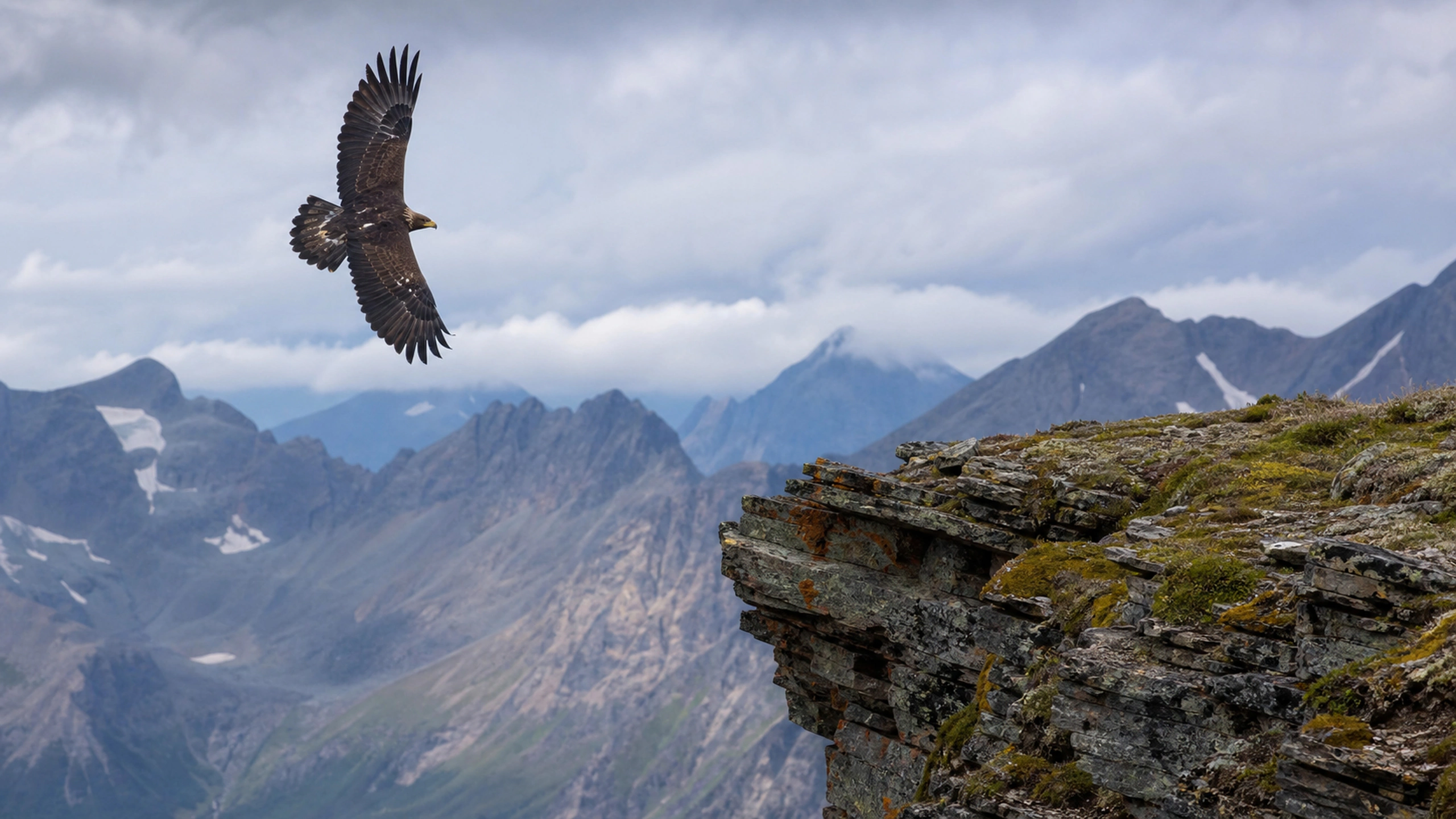 Eagle approaching a remote natural cliff ledge without chicks or human structures, original 4K birds wallpaper