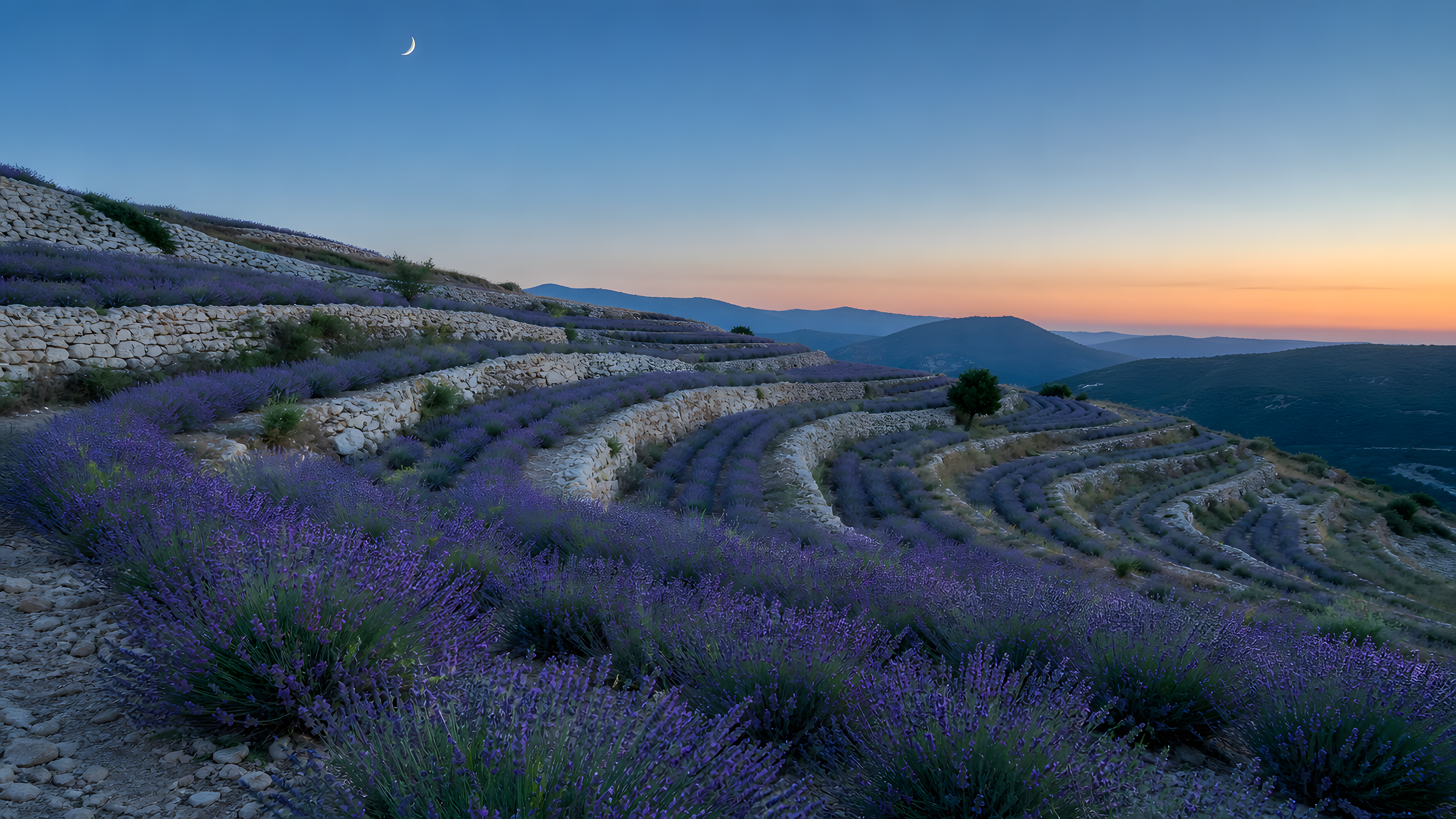 Irregular lavender terraces and pale limestone retaining walls sweeping across a dry hillside beneath a crescent moon and restrained peach-to-blue twilight, original 4K flowers wallpaper