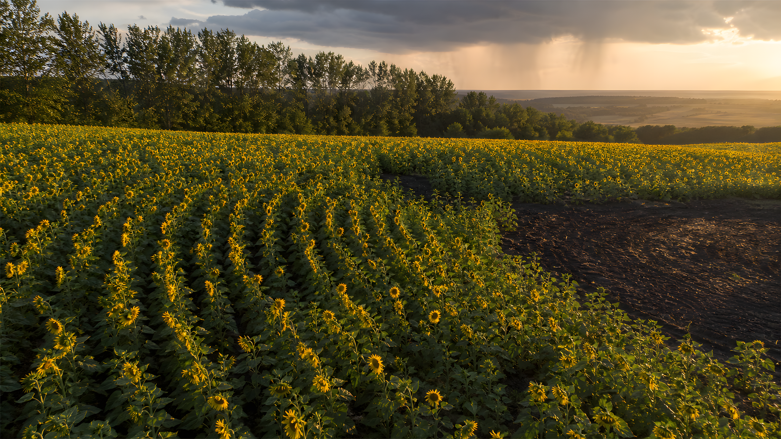 A mature sunflower garden in broad curving rows with varied flower angles, exposed dark soil and windbreak trees beneath golden post-shower evening light, original 4K flowers wallpaper