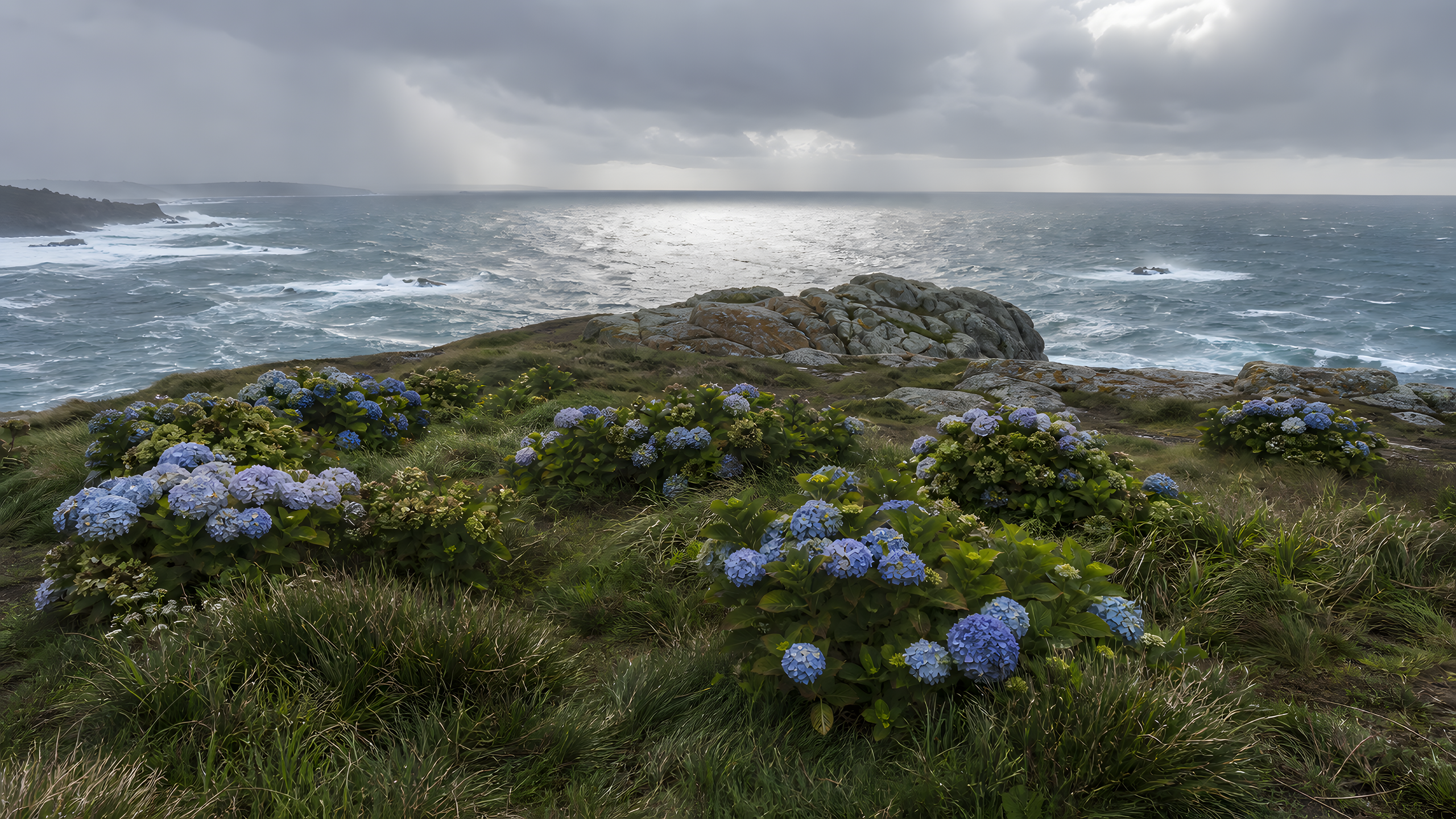 Blue, pale lilac and weathered green hydrangeas growing in irregular complete clusters among windblown grasses and granite above a storm-lit ocean, original 4K flowers wallpaper