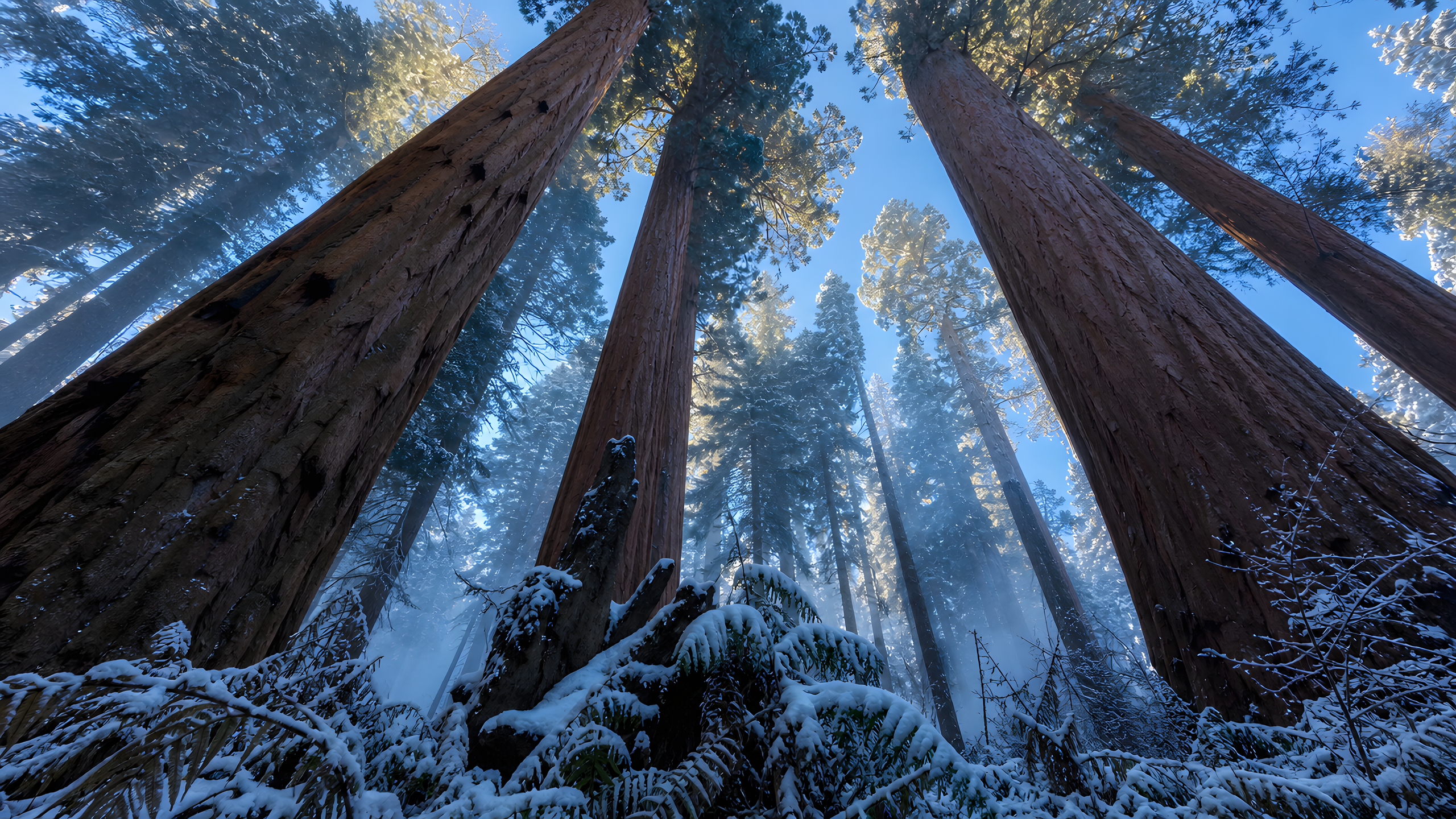 A vertical cathedral of giant sequoia trunks rising through fresh snow and fern understory, viewed straight upward during a blue winter morning, original 4K plants wallpaper