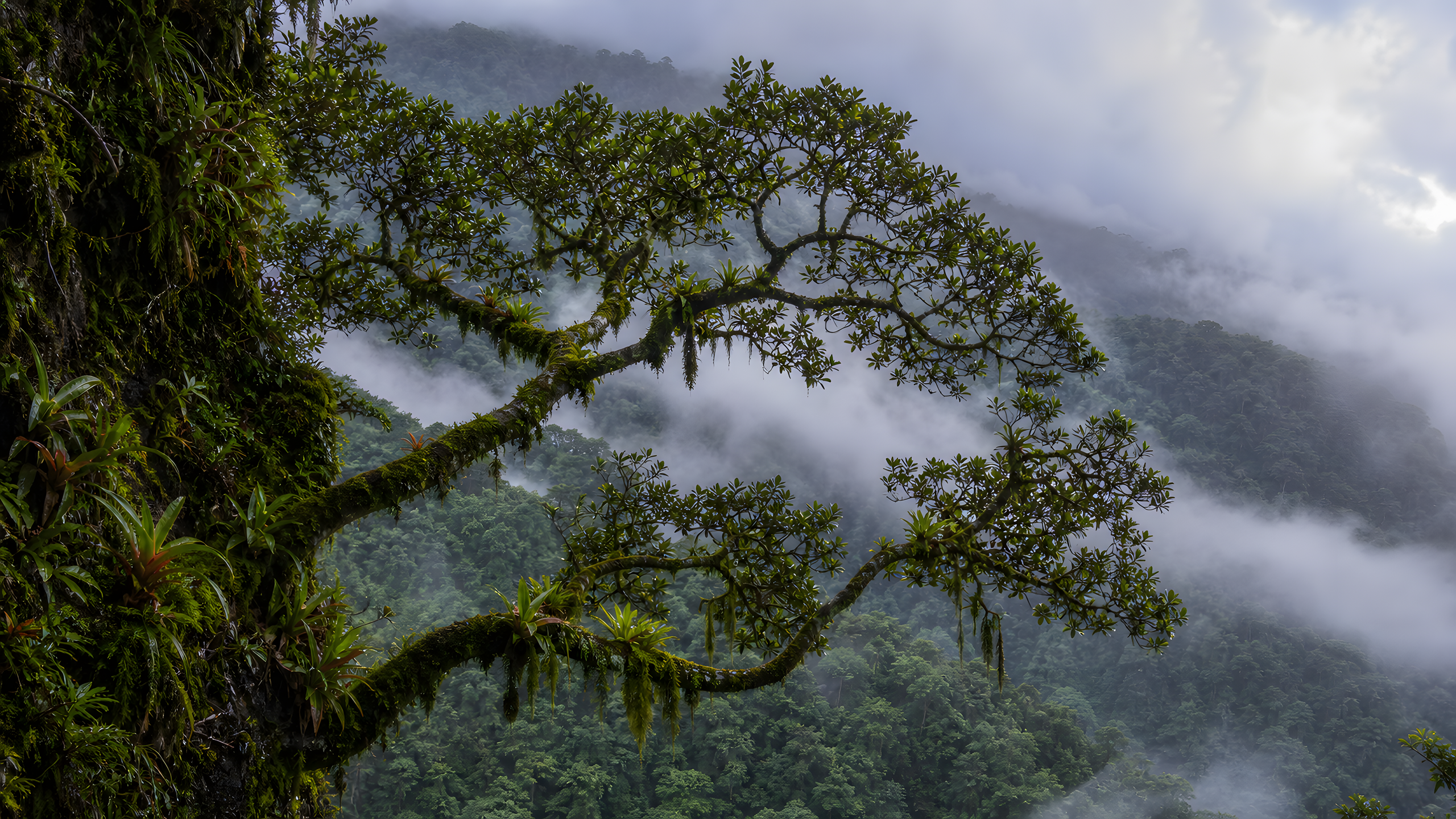 A moss-laden cloud-forest tree extending over a misty ravine, its branches carrying ferns, orchids and bromeliads after rain, original 4K plants wallpaper