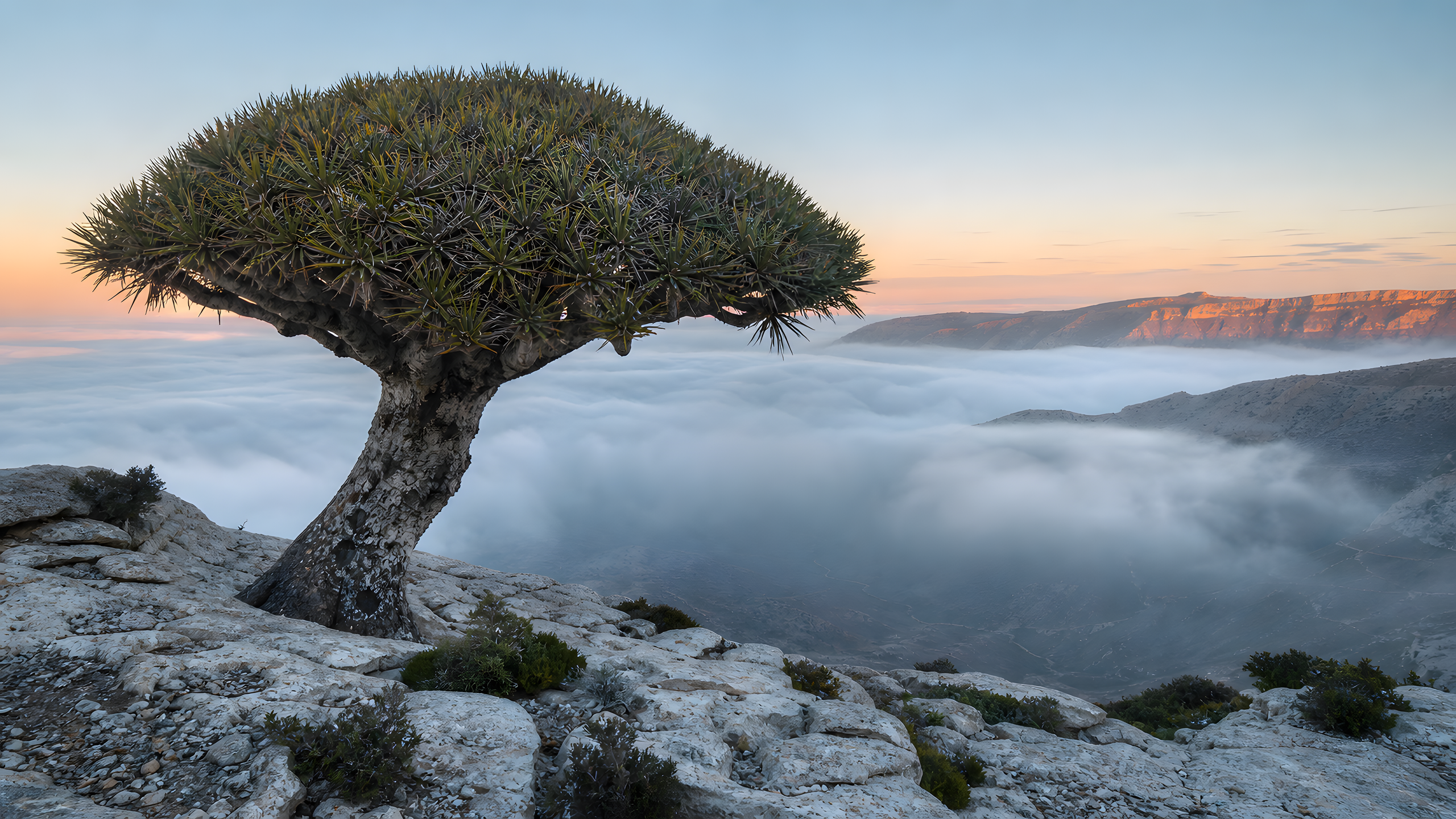 An old umbrella-crowned dragon tree rooted on a limestone ridge above a fog-filled arid valley at cool sunrise, original 4K plants wallpaper