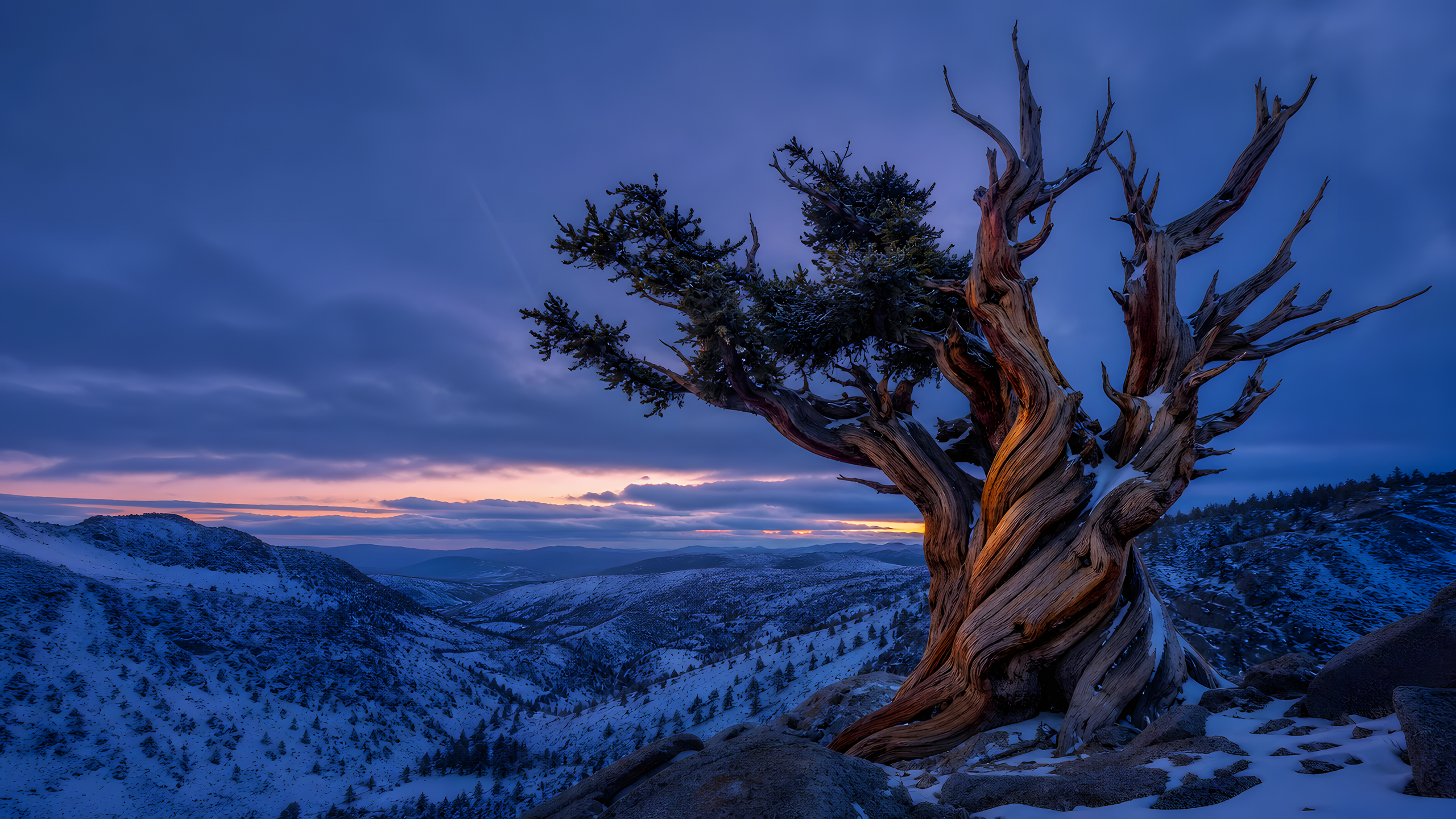 A weather-polished ancient bristlecone pine twisting above a high granite basin, its sparse green needles lit after a passing snow squall, original 4K plants wallpaper