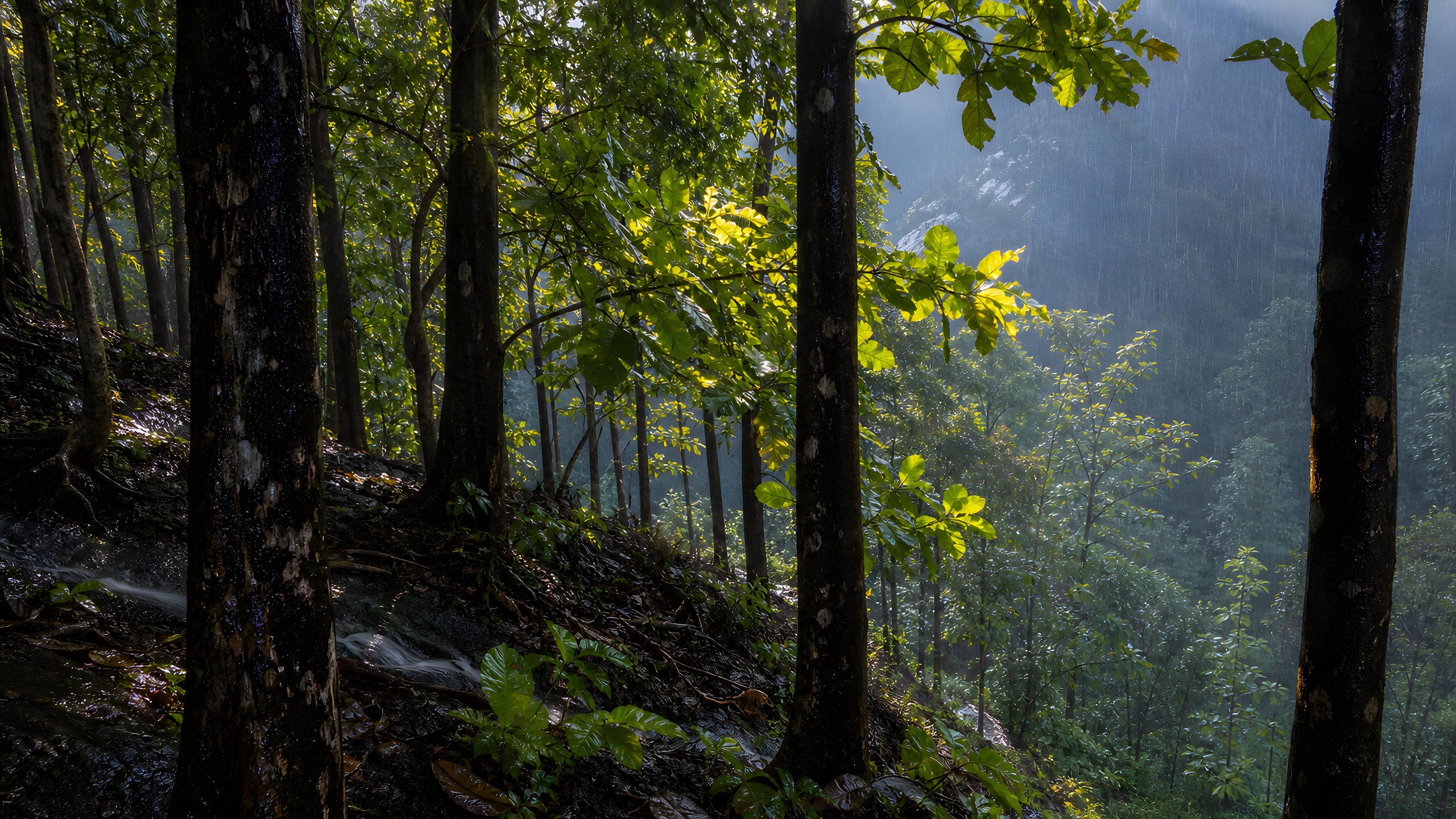 Mature teak forest on a steep monsoon hillside, with broad leaves glowing above dark wet trunks as rain clears, original 4K plants wallpaper