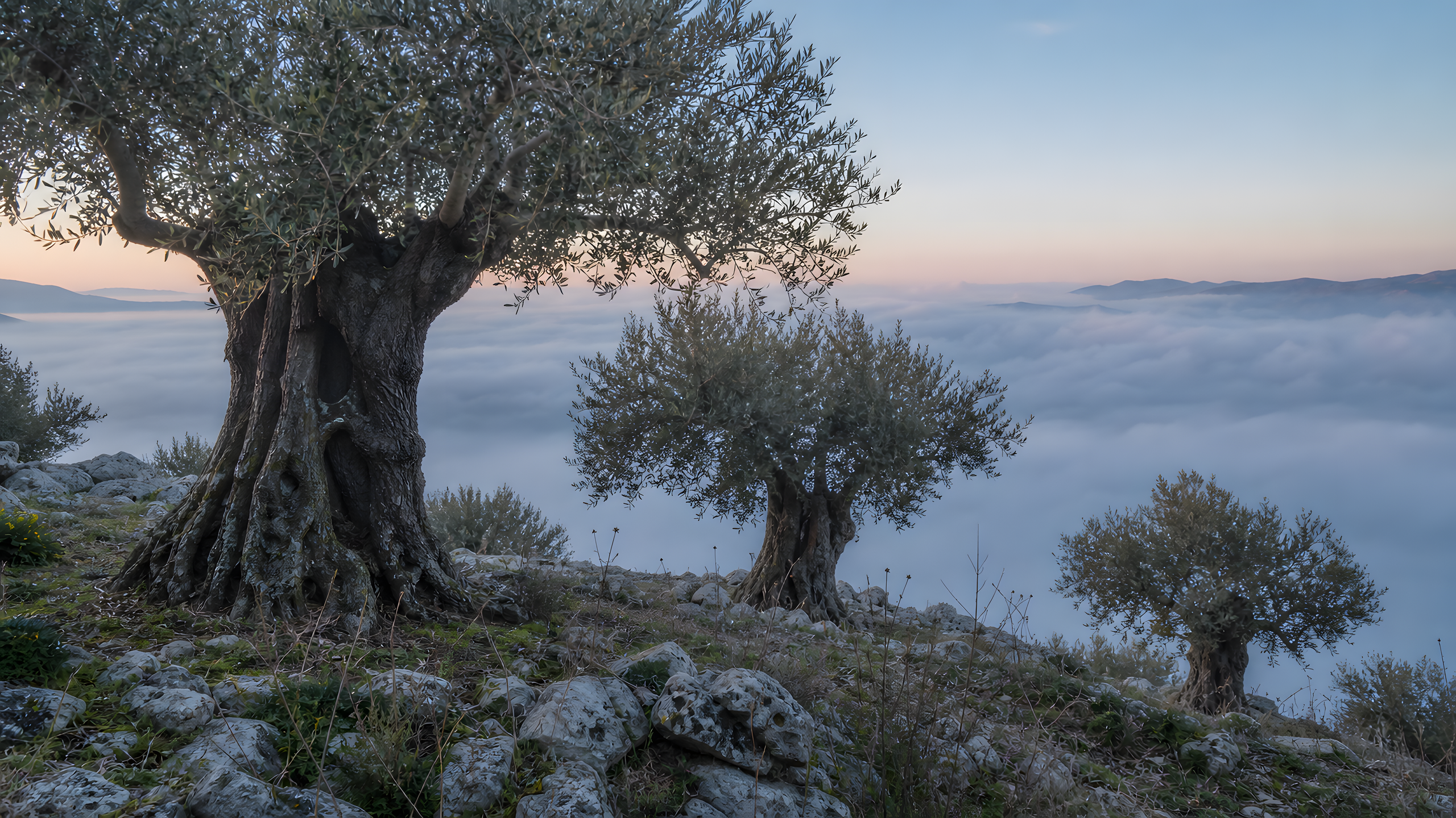 Several sculptural old olive trees on a limestone terrace at dawn, their silver-green crowns emerging from cool coastal fog, original 4K plants wallpaper