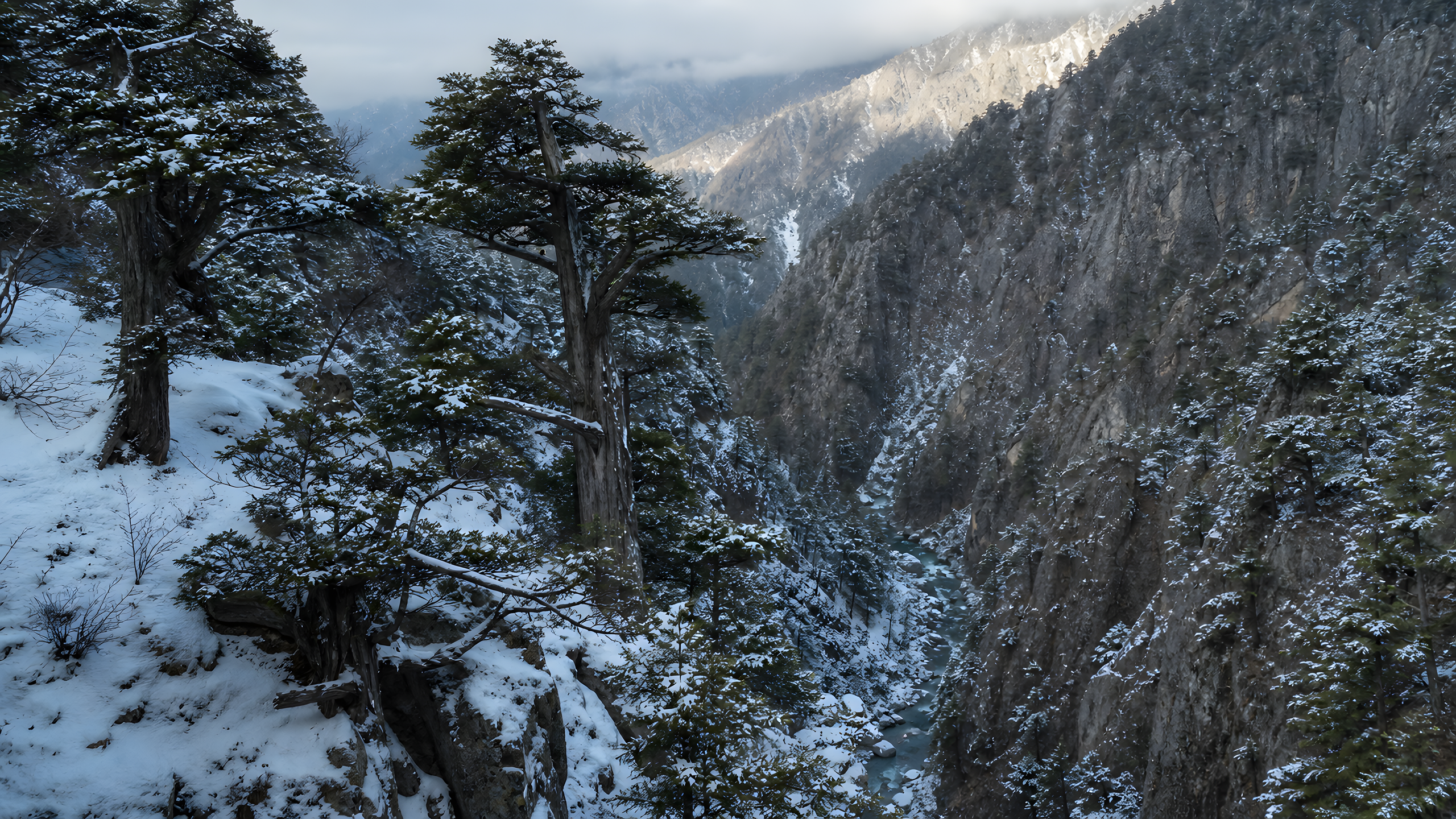 Storm-bent ancient cedars clinging to a snowy high-country ravine as late-winter cloud opens over their deep green crowns, original 4K plants wallpaper