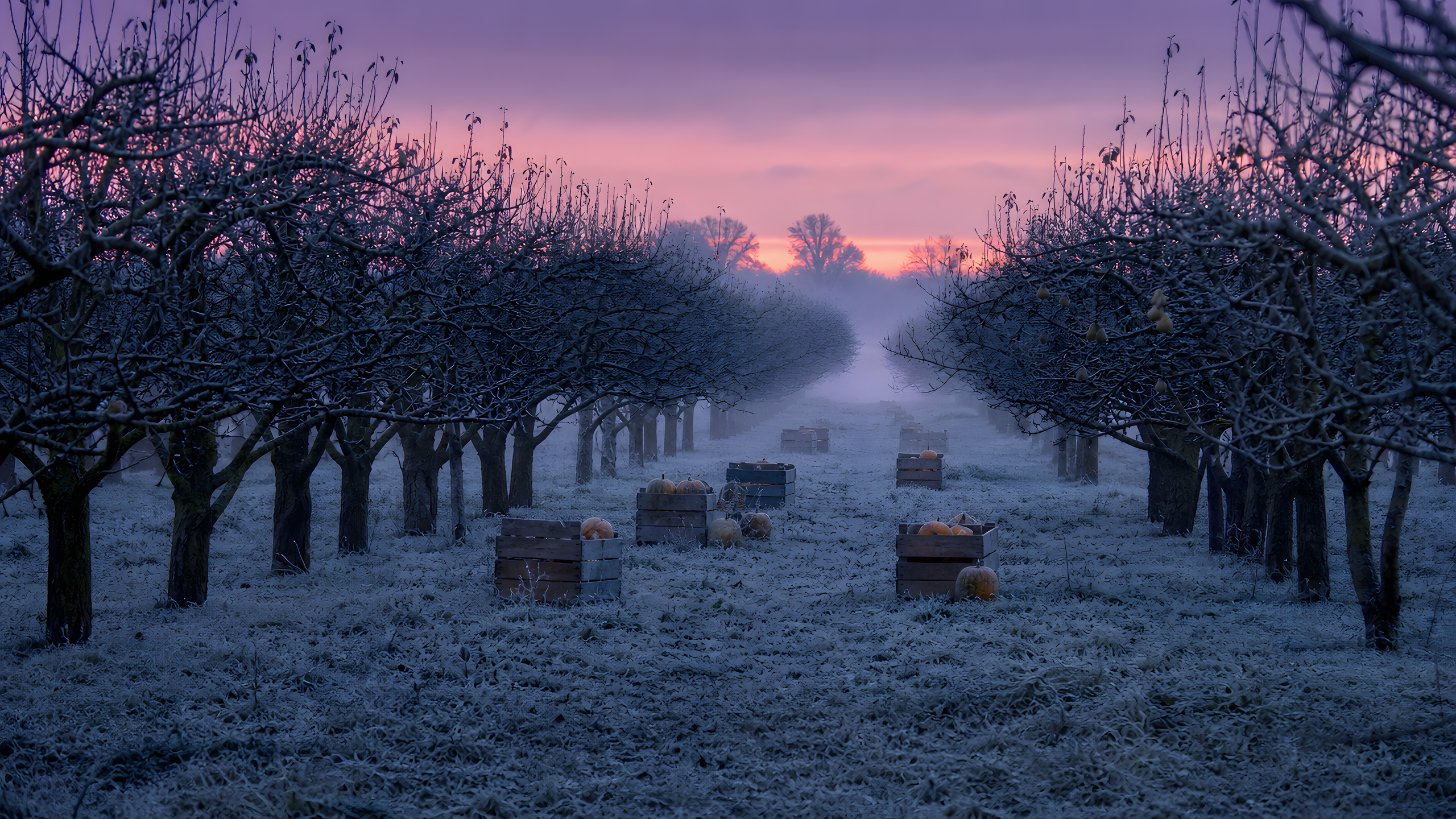 An old pear orchard during the first hard frost with white grass, dark tree rows, wooden harvest crates, mottled pumpkins and rolling fog beneath a violet-and-coral predawn sky, original 4K seasons wallpaper