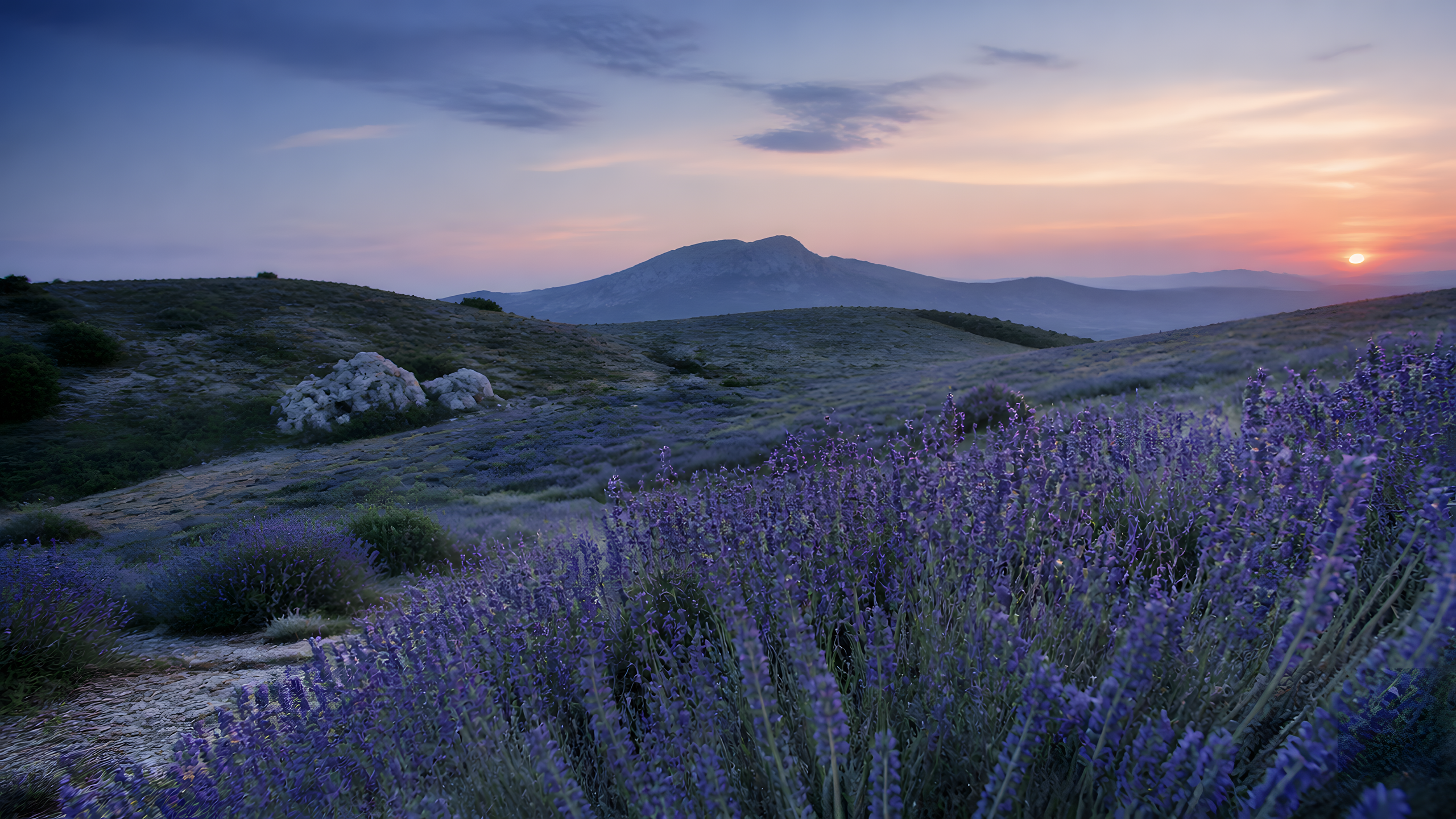 Lavender Hills at Sunset in alpine meadow under cool dawn light, original 4K desktop wallpaper