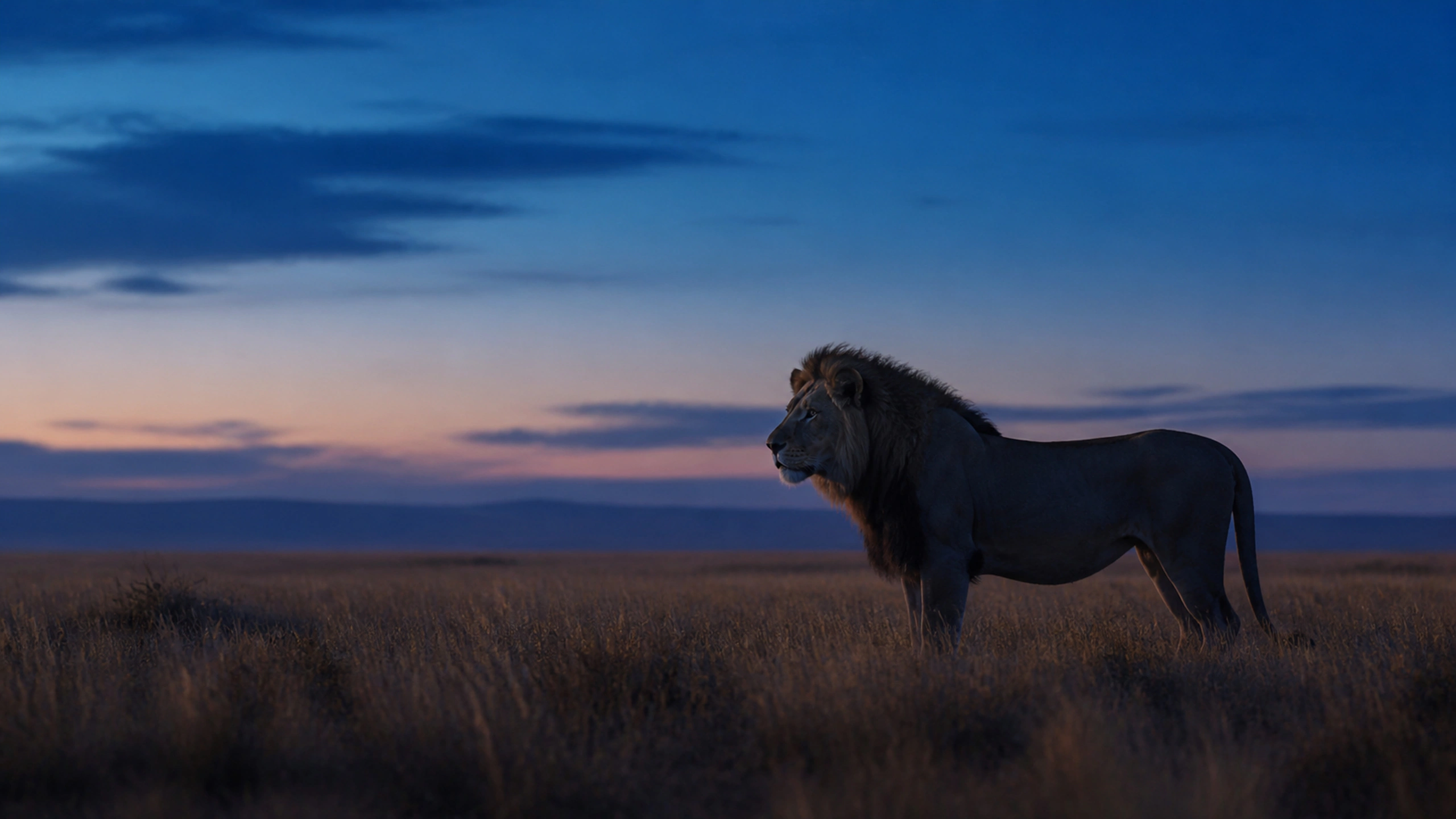 Single lion silhouetted naturally against restrained blue moonlight on open savanna, original 4K animals wallpaper