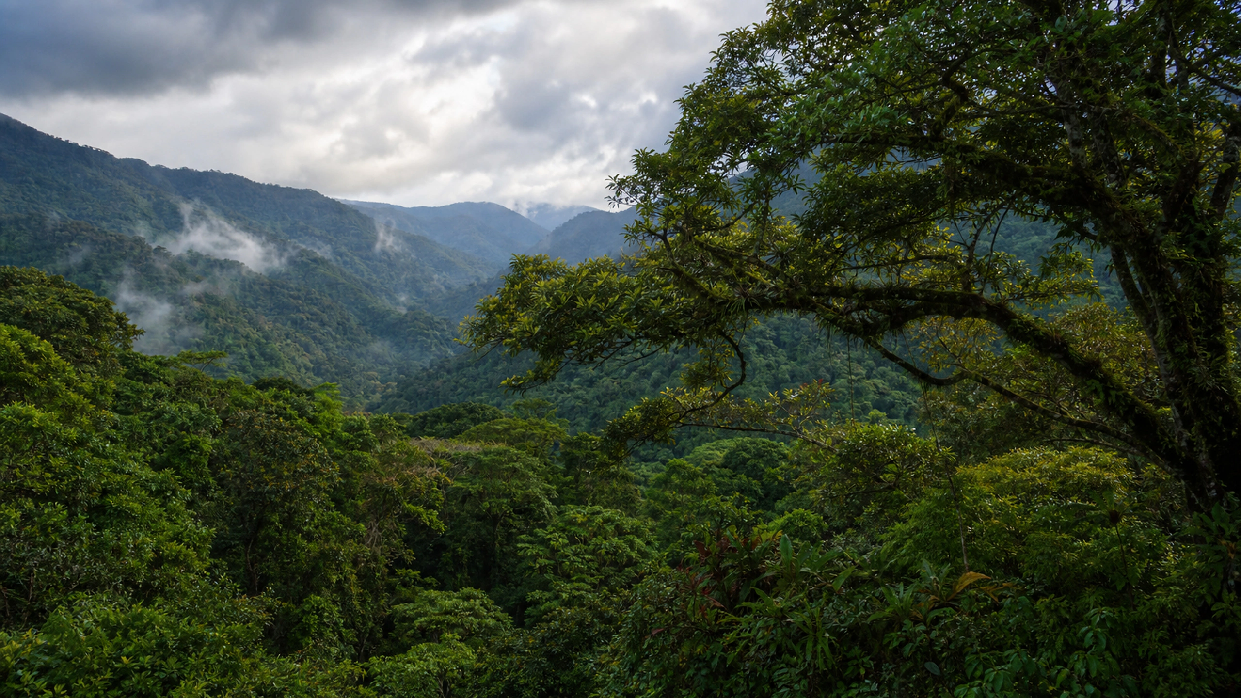 Natural interlocking tree crowns above a deep rainforest valley after rain, original 4K forests wallpaper