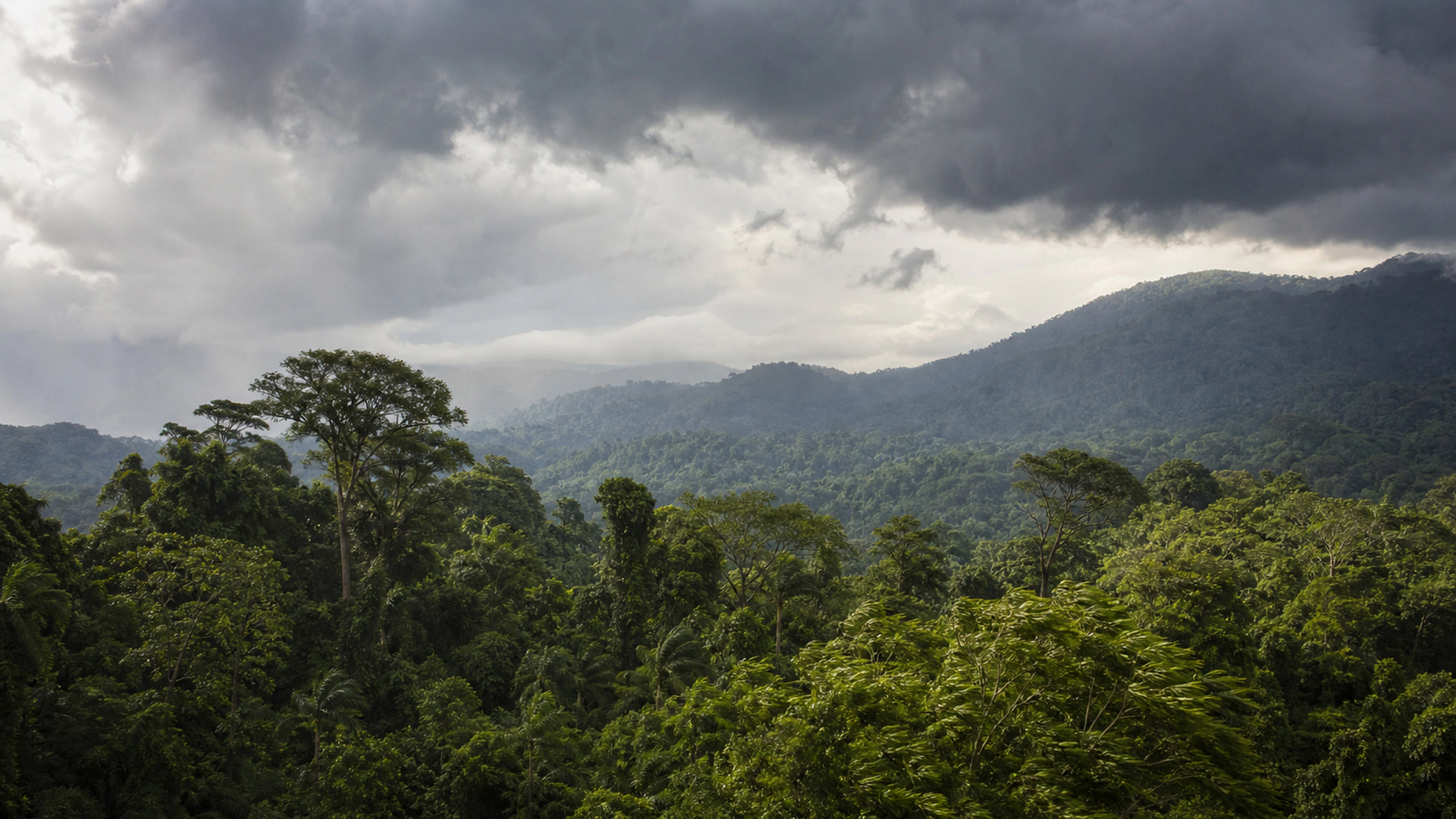 Wind moving across rainforest crowns beneath a realistic approaching tropical storm, original 4K forests wallpaper