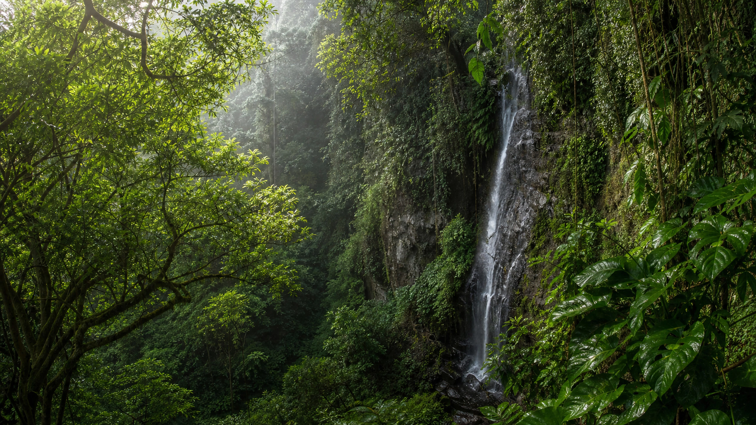 Narrow natural waterfall hidden among layered rainforest foliage and wet stone, original 4K forests wallpaper
