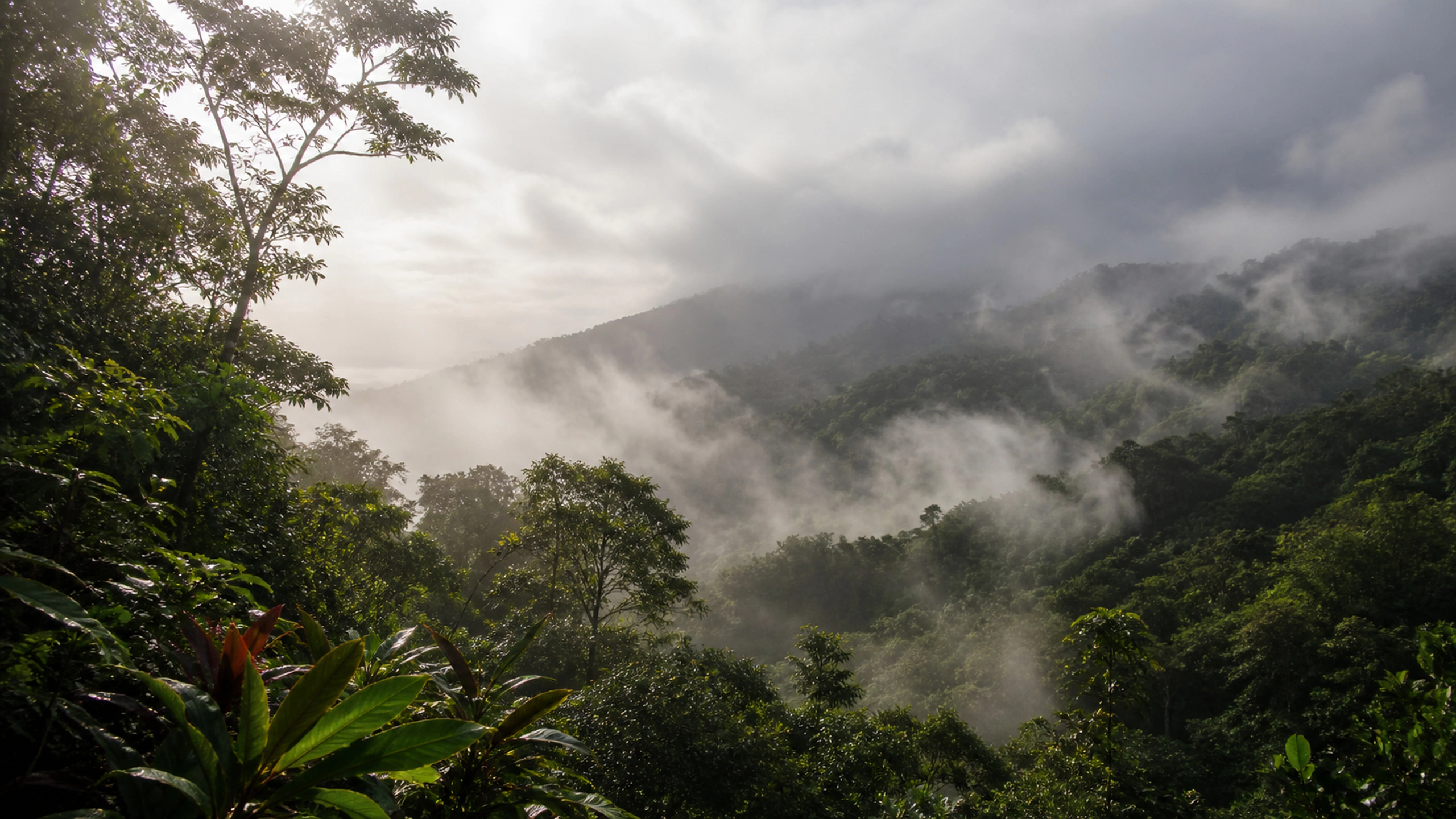 High-elevation tropical forest wrapped in moving cloud and fine droplets, original 4K forests wallpaper