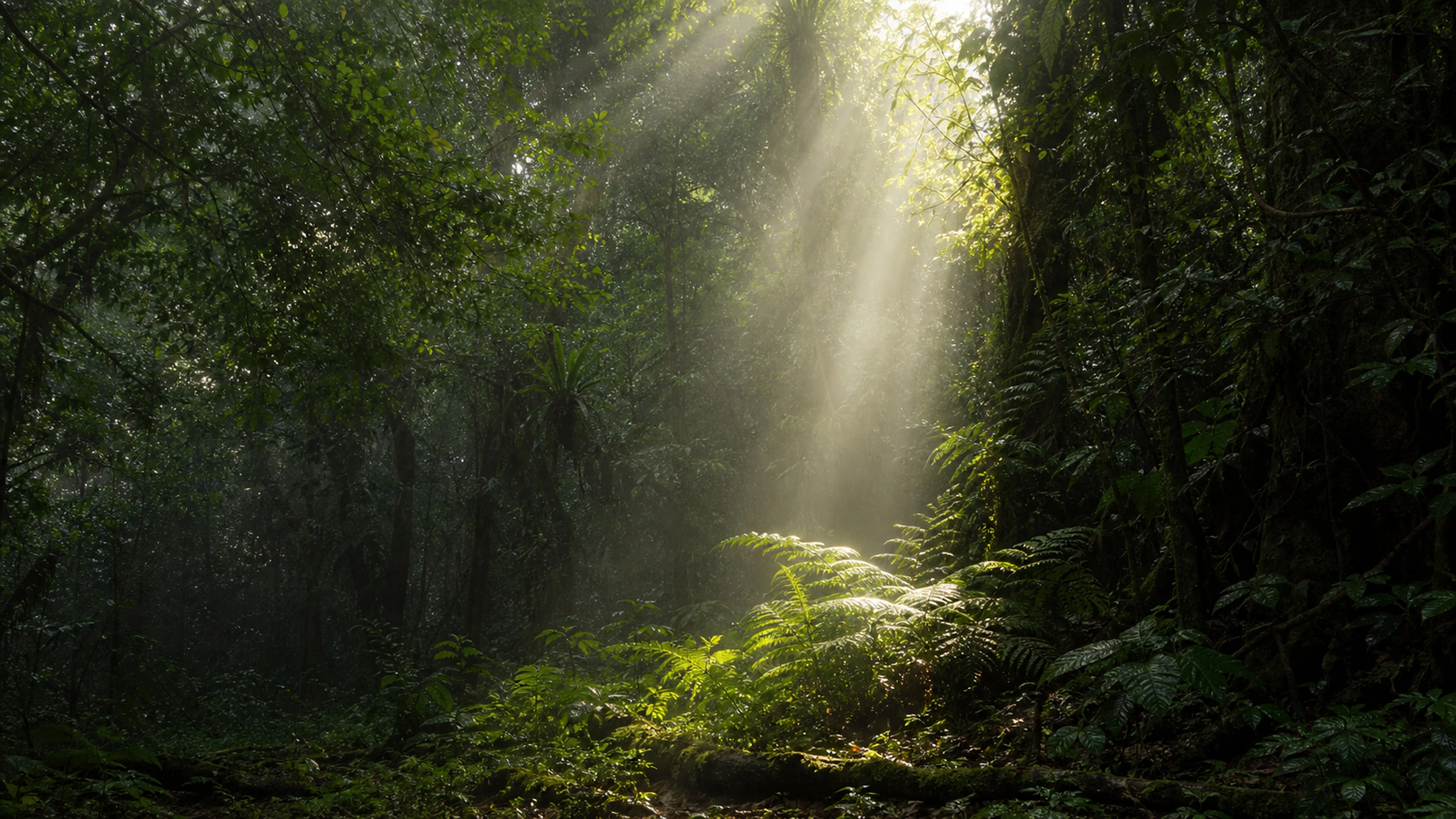 One natural sunshaft reaching a small fern clearing beneath the canopy, original 4K forests wallpaper