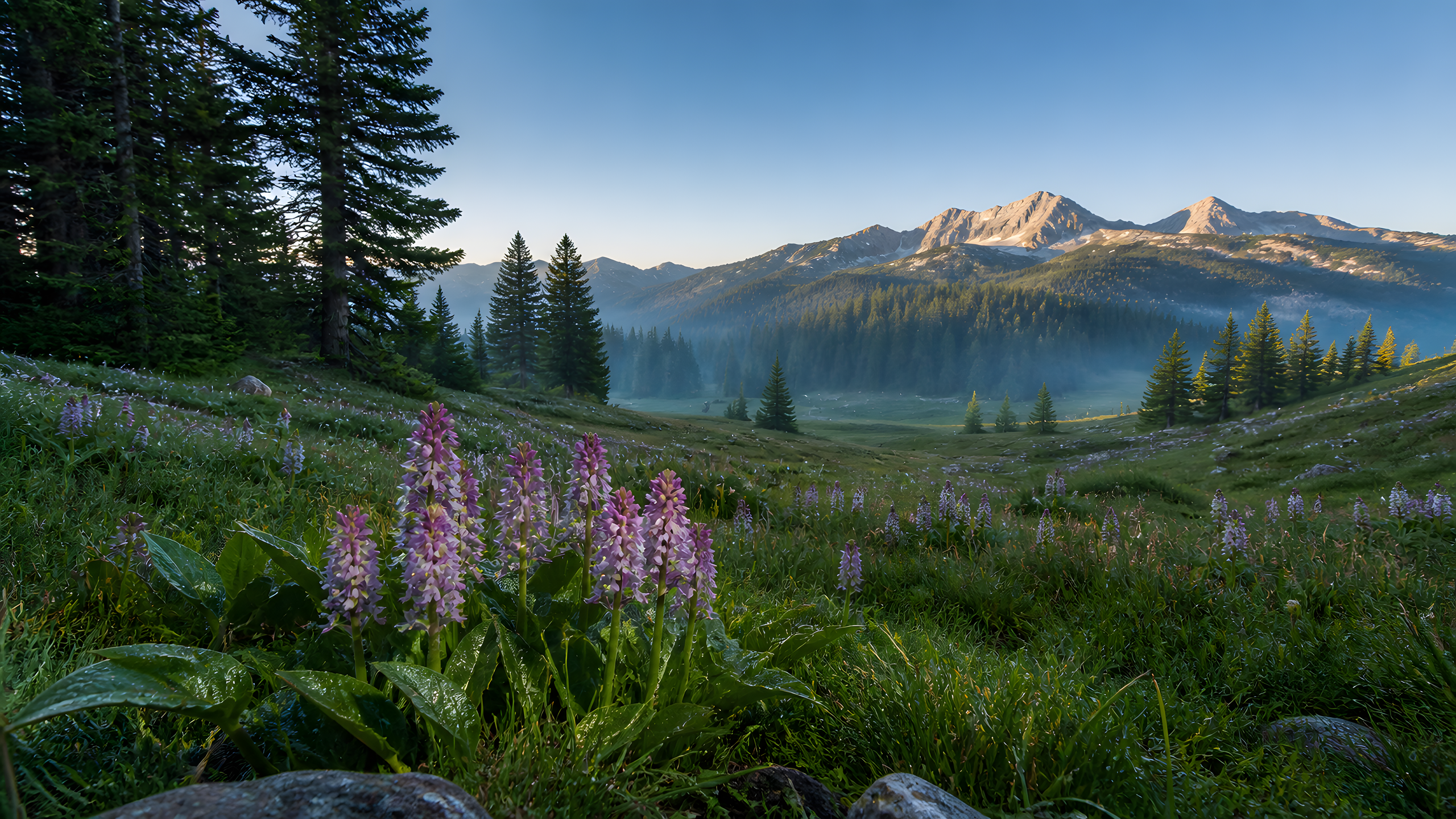 Orchid Forest Light in alpine meadow under cool dawn light, original 4K desktop wallpaper