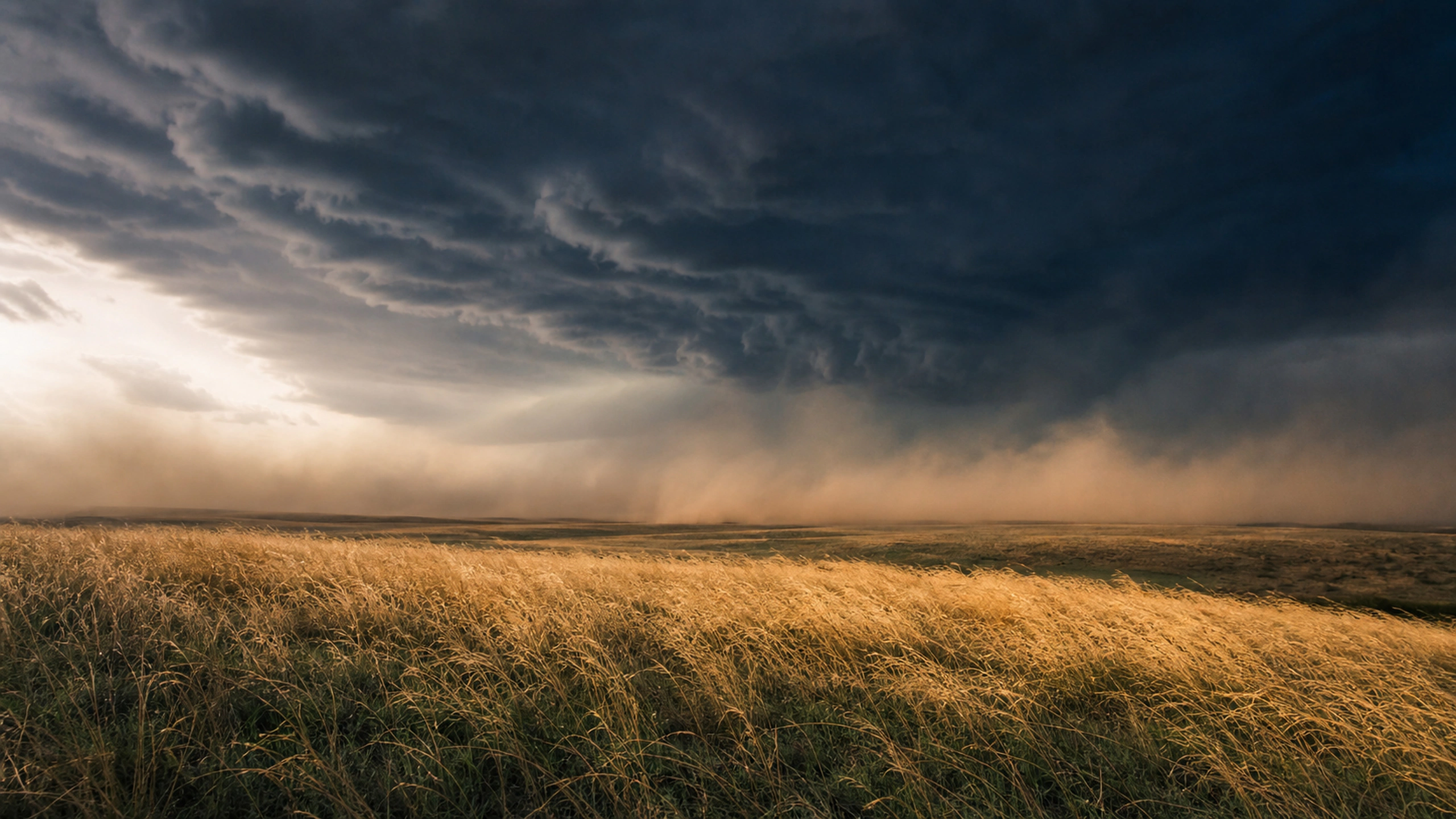 Strong storm outflow lifting dust and bending dry grass under a blue-black sky, original 4K weather wallpaper